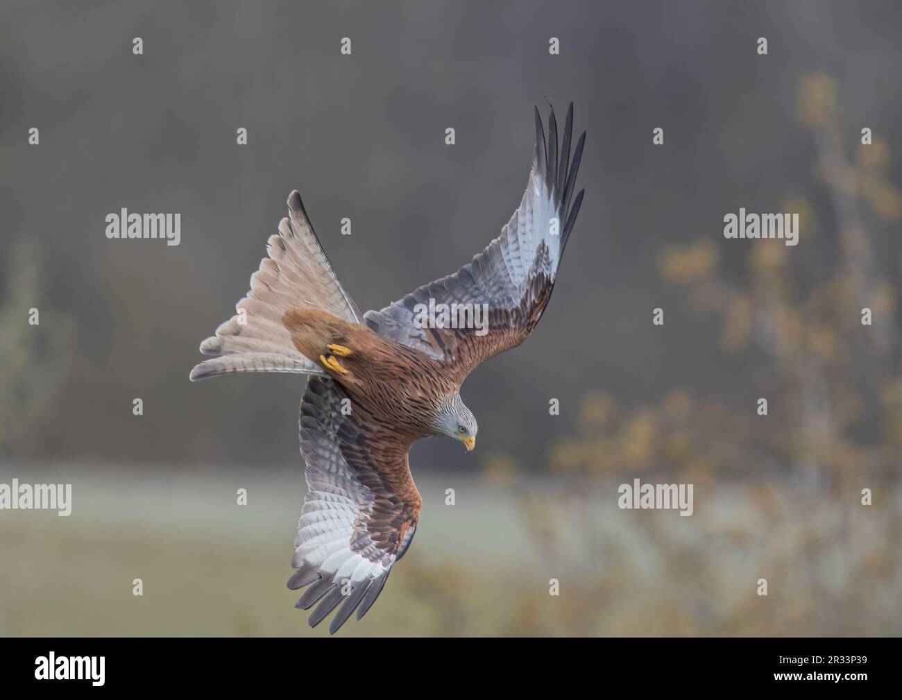 Nahaufnahme eines Roten Drachen (Milvus milvus) in Aktion. Es beschleunigt sich zu einem schnellen Sprung, nachdem es Beute auf dem Boden unter uns entdeckt hat. Suffolk, Großbritannien. Stockfoto