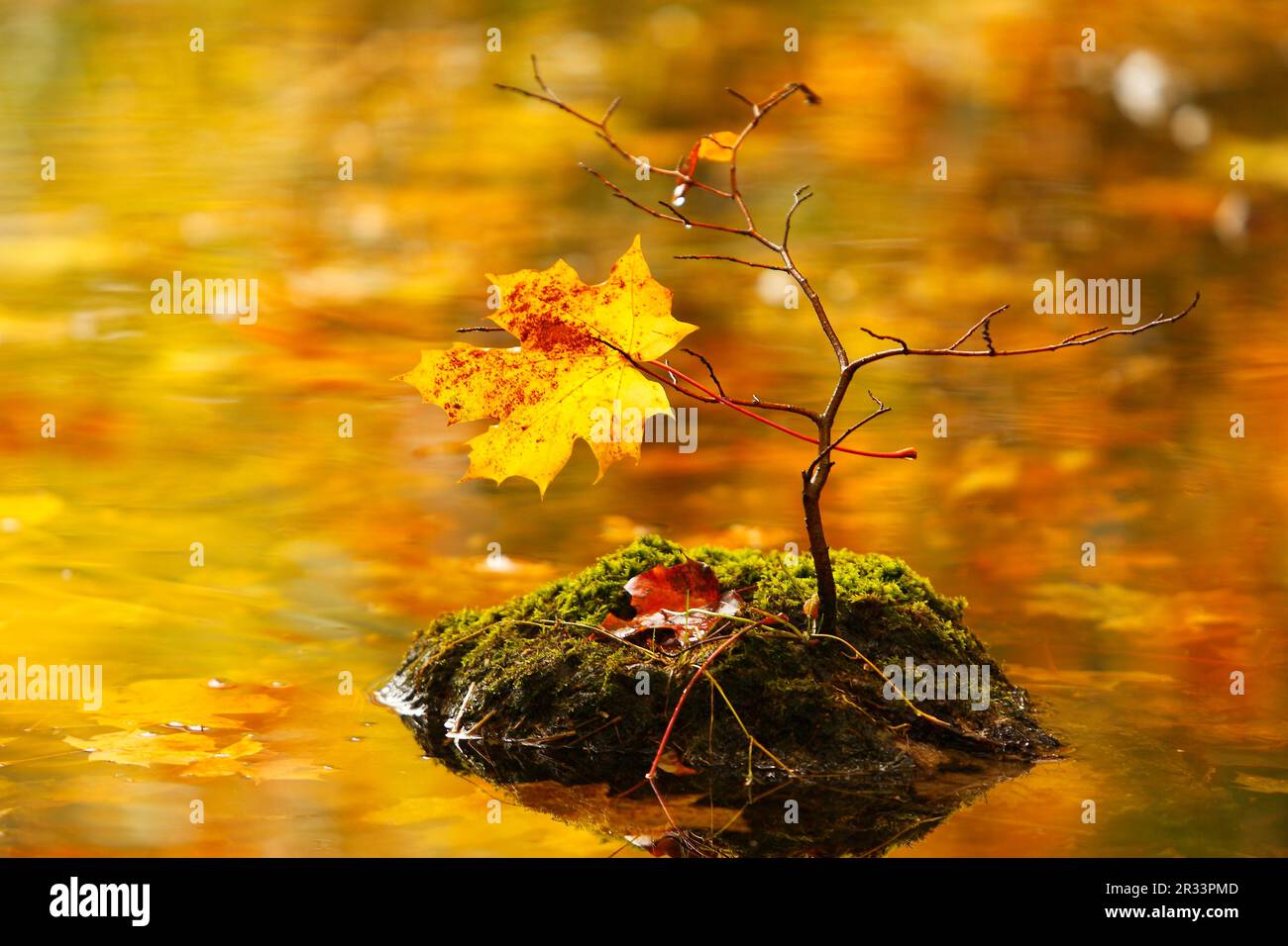 Ahorn kleiner baum Fotos und Bildmaterial in hoher Auflösung Alamy