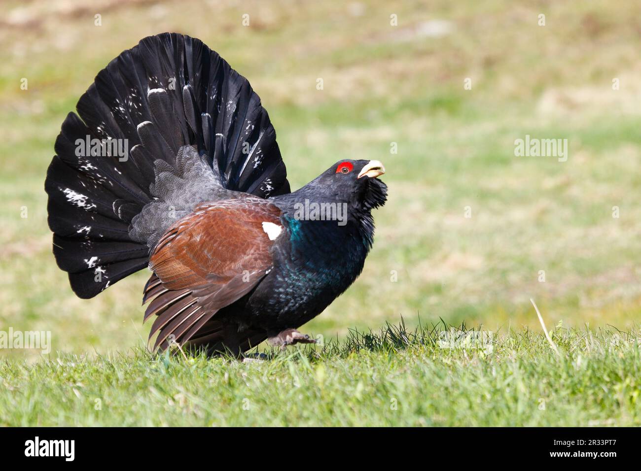 Cercaillie (Tetrao urogallus) Tirol Stockfoto