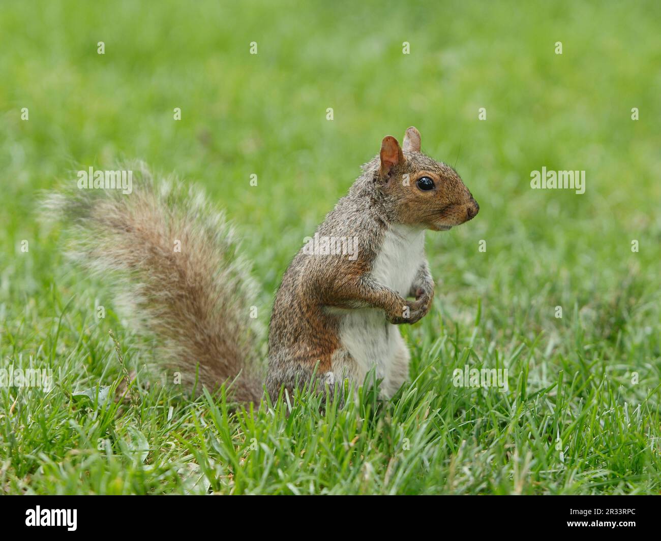 Graues Eichhörnchen im Central Park, New York, USA Stockfoto