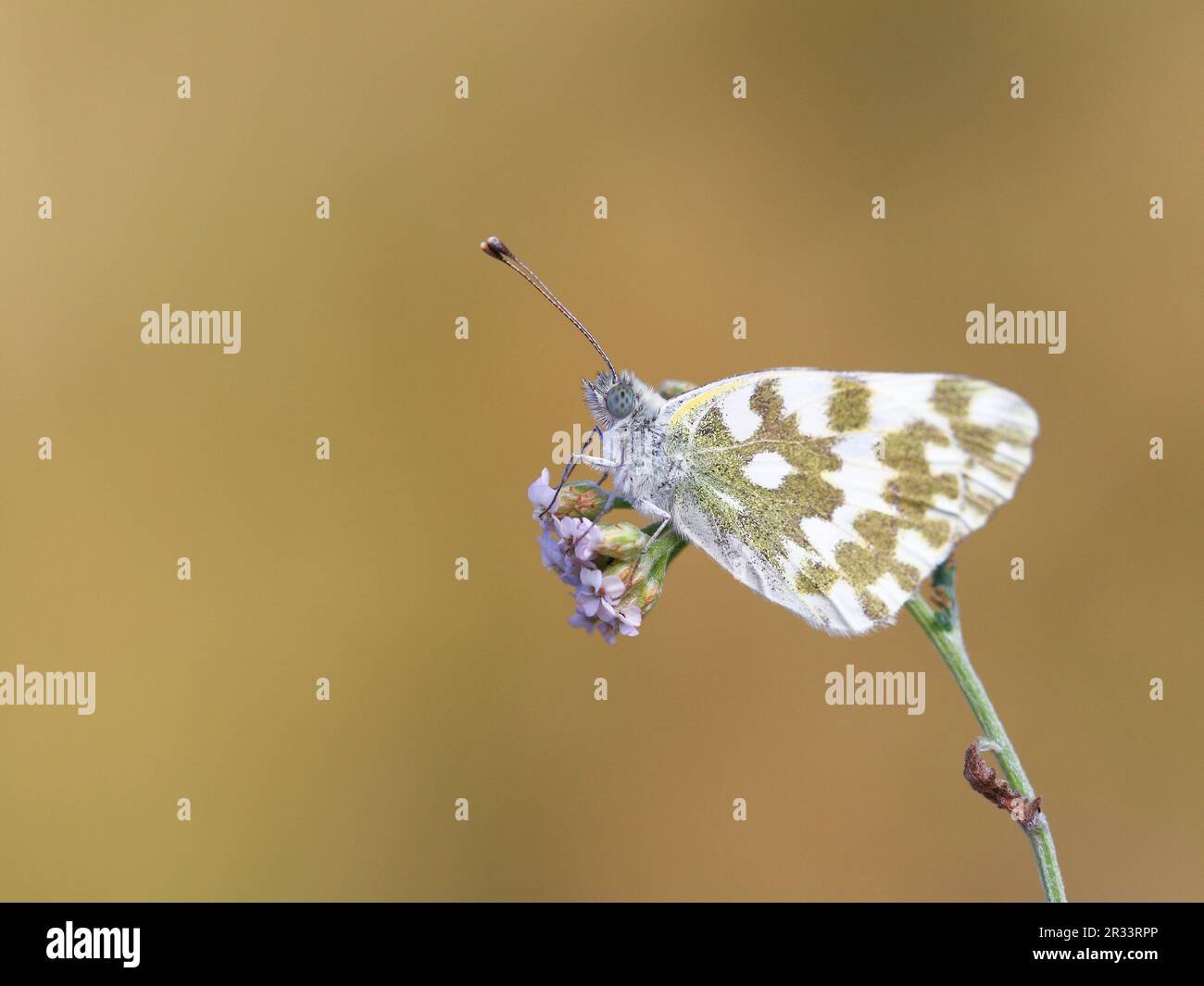 Reseda-Schmetterling im Morgenlicht, Südtirol Stockfoto