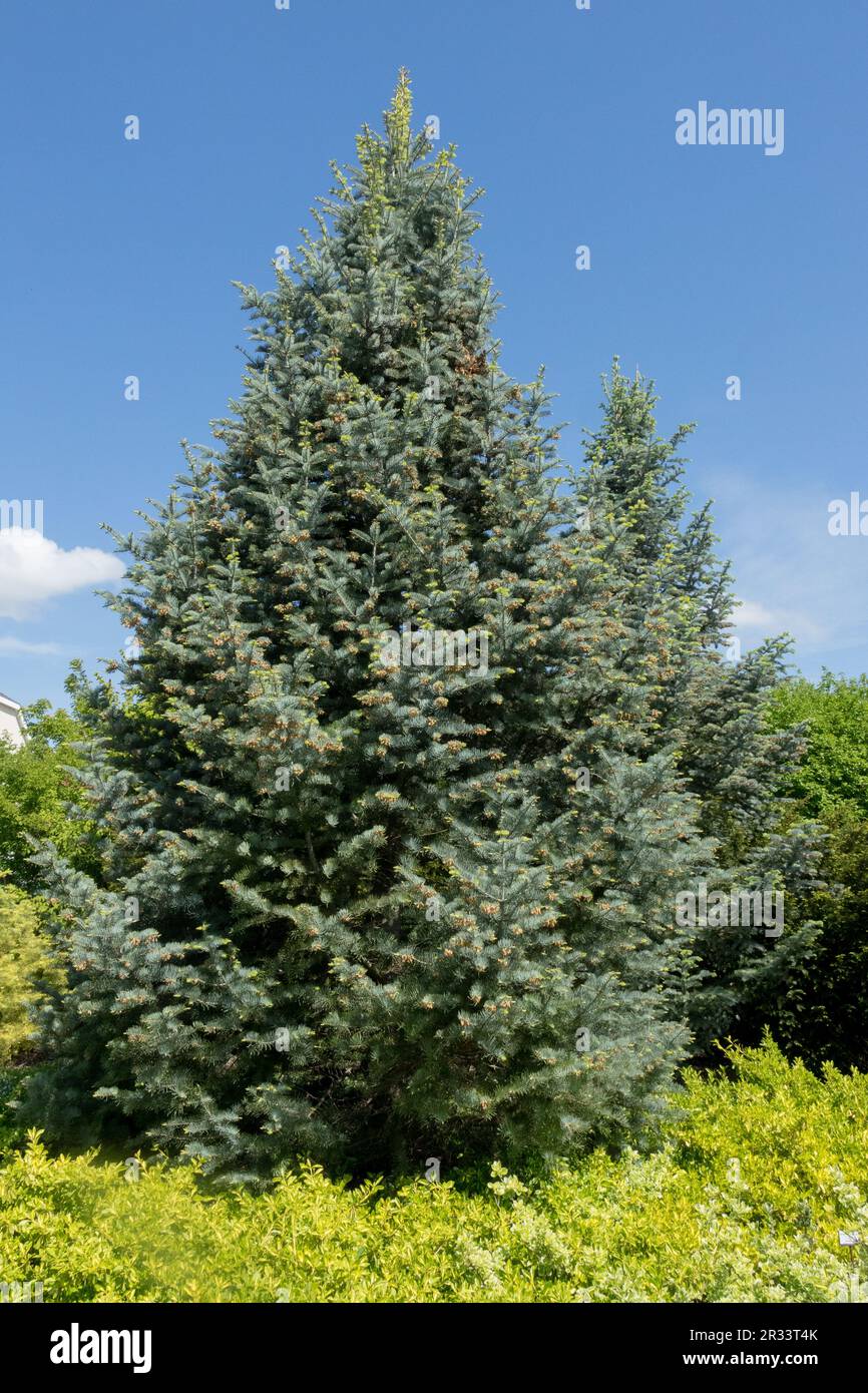 White Fir Tree, Abies Concolor „Candicans“ Colorado Fir, Concolor Fir Stockfoto