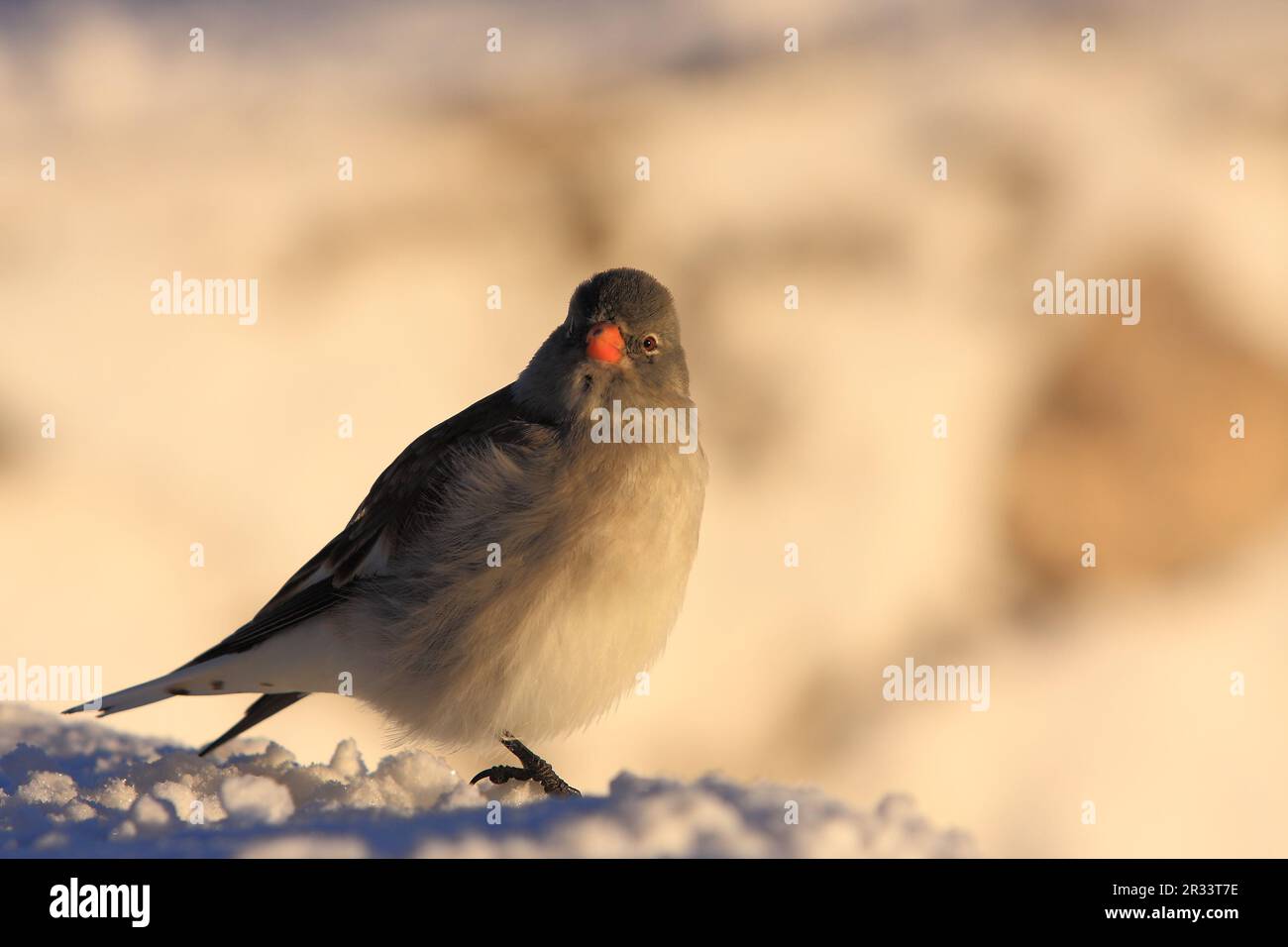 Schneefinch (Montifringilla nivalis) Tirol, Tirol Stockfoto