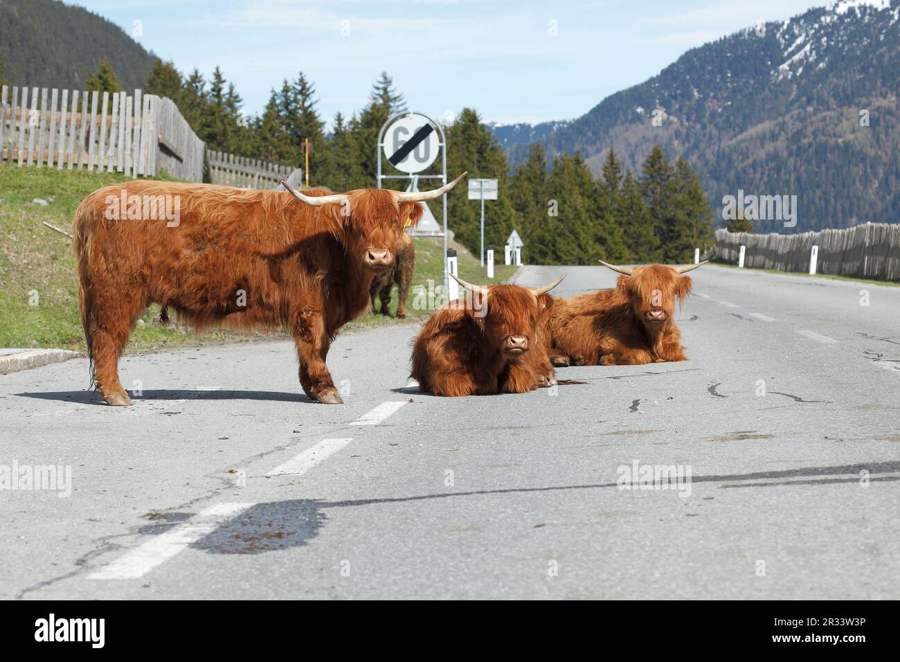 Schottisches Hochland-Vieh steht auf der Straße Stockfoto