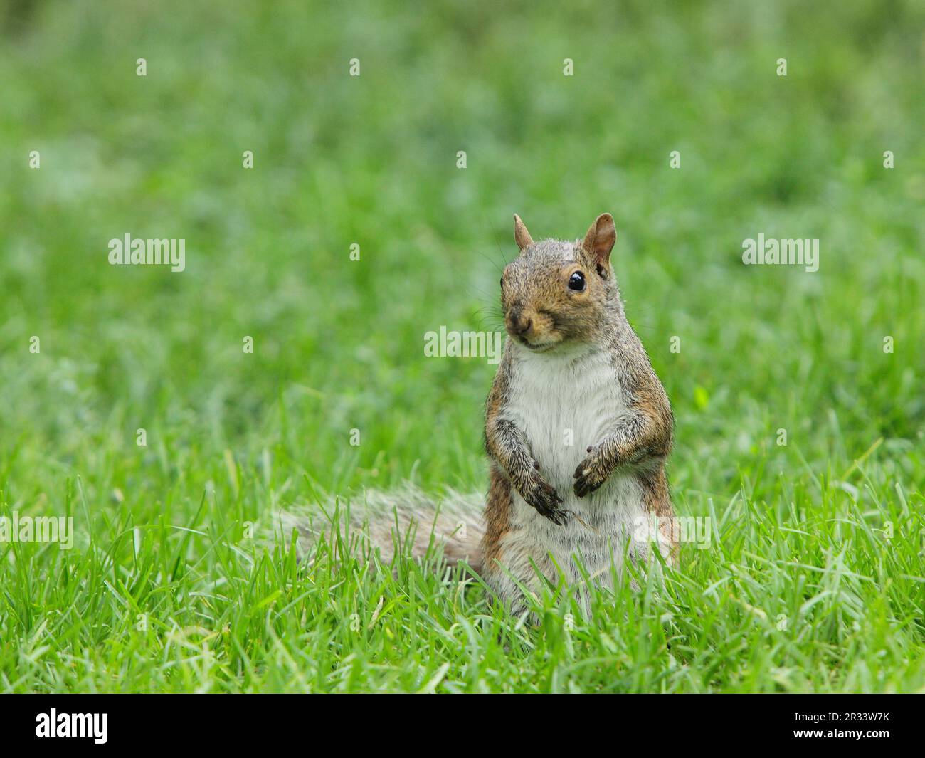 Graues Eichhörnchen im Central Park von New York, USA Stockfoto