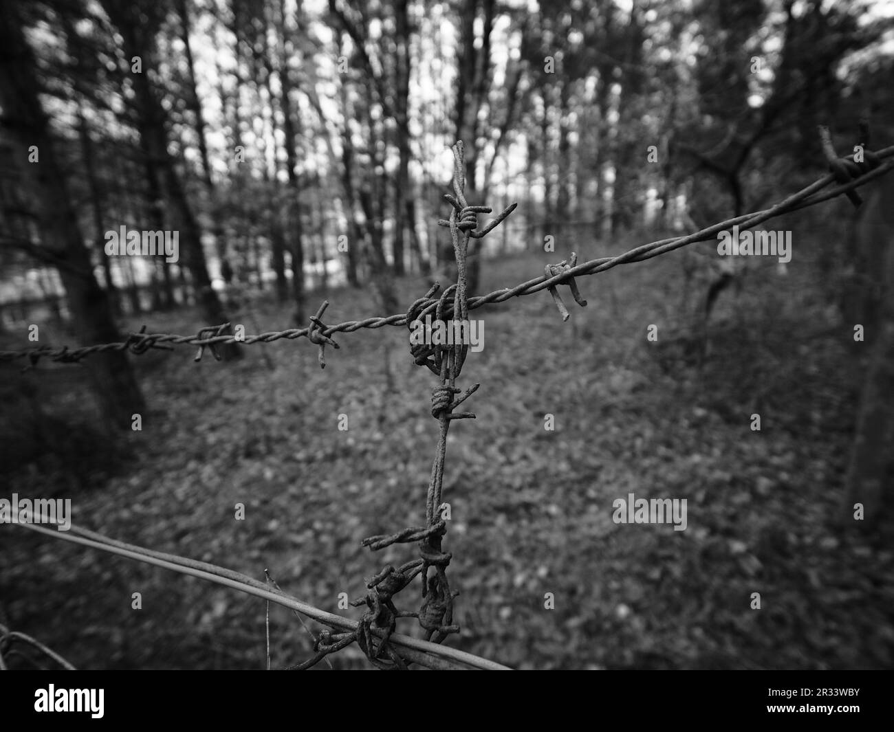 Ein Schwarzweißbild von Stacheldraht in einem Wald Stockfoto