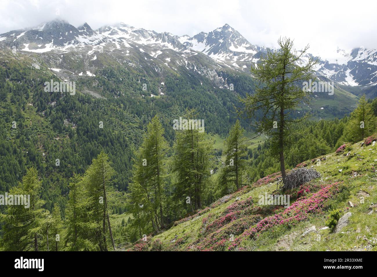 Alpenrosenblüte in den Ã-tztalen Alpen, Tirol, Tirol Stockfoto