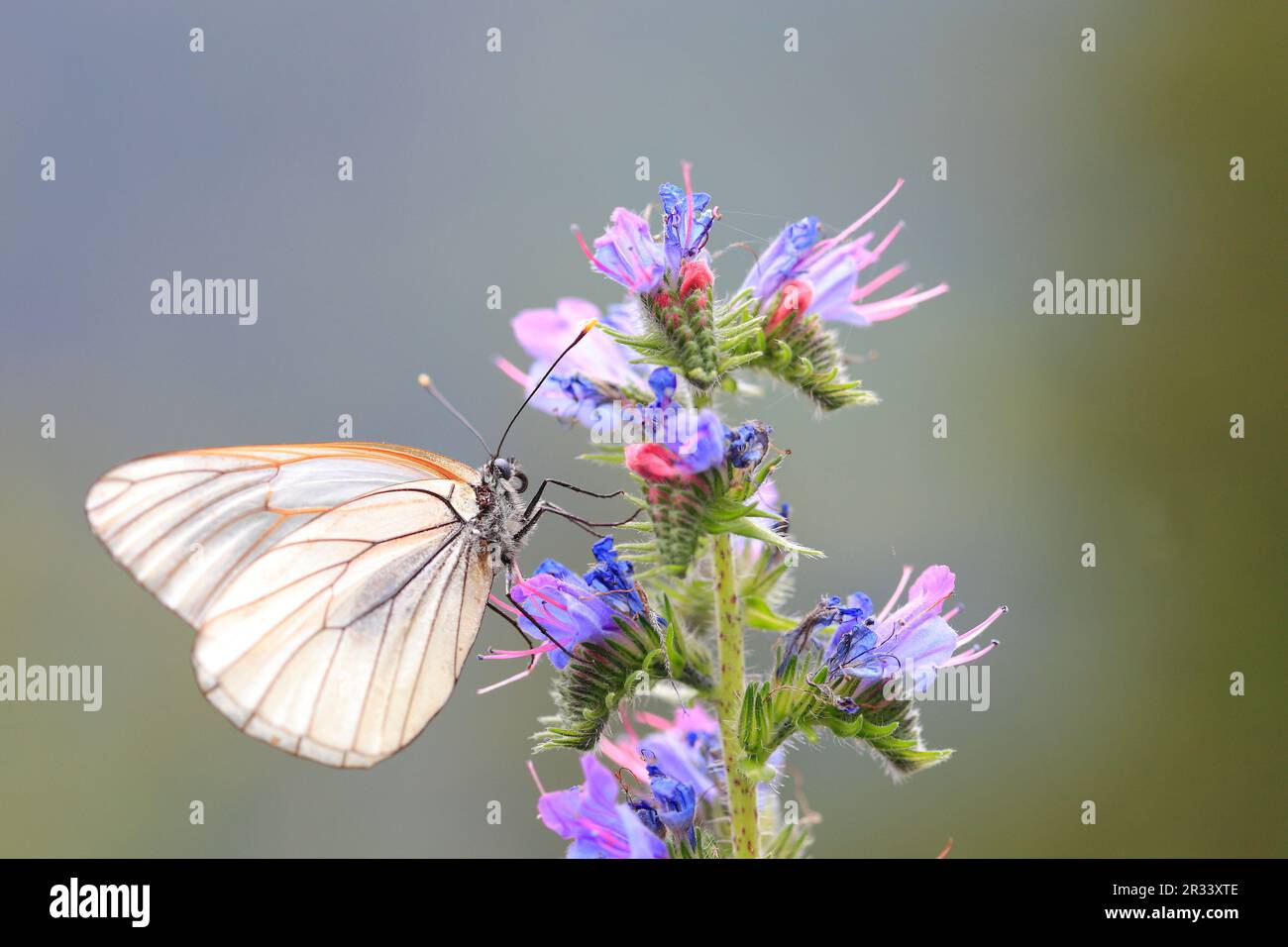 Tree Whitewing (Aporia crataegi) Tirol, Tirol Stockfoto