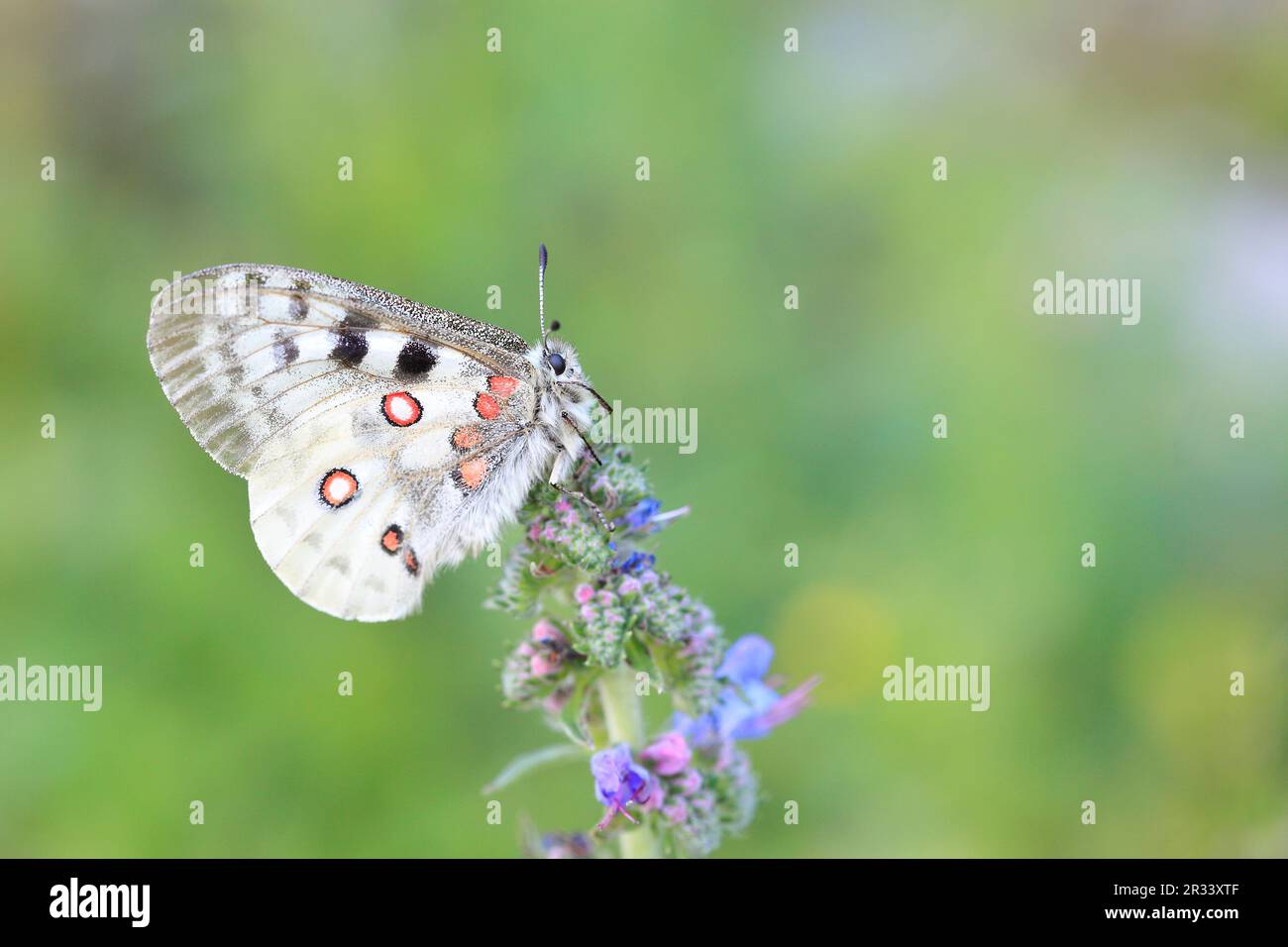 Roter Apollo oder Apollo-Schmetterling (Parnassius apollo) Stockfoto