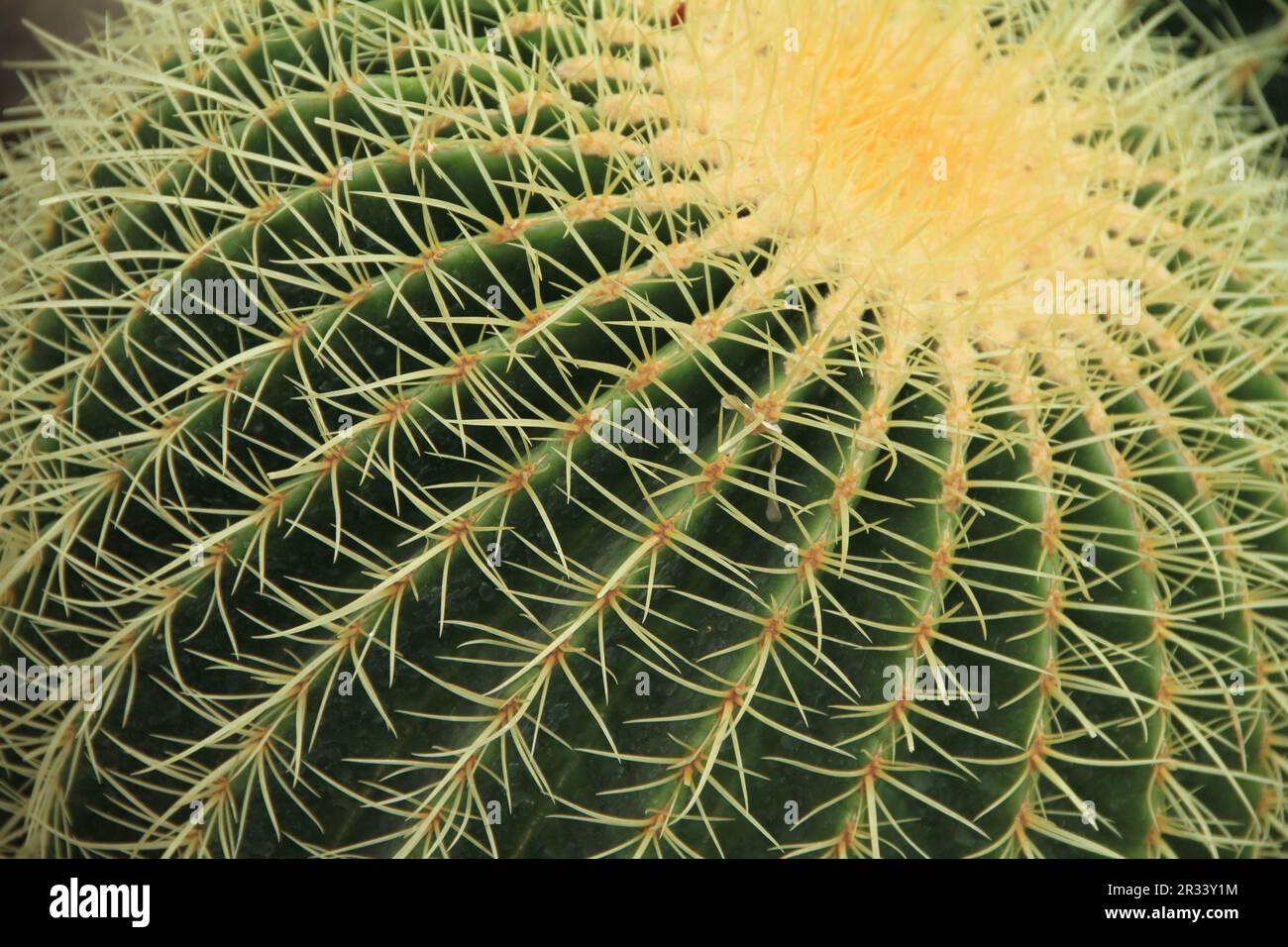 Schwiegermutter Stockfoto