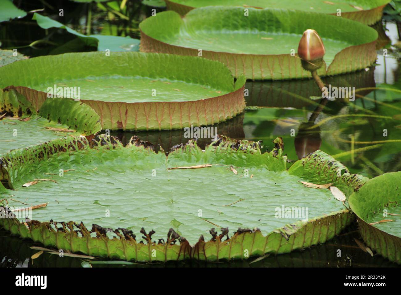 Riesenlilien-Pad Stockfoto