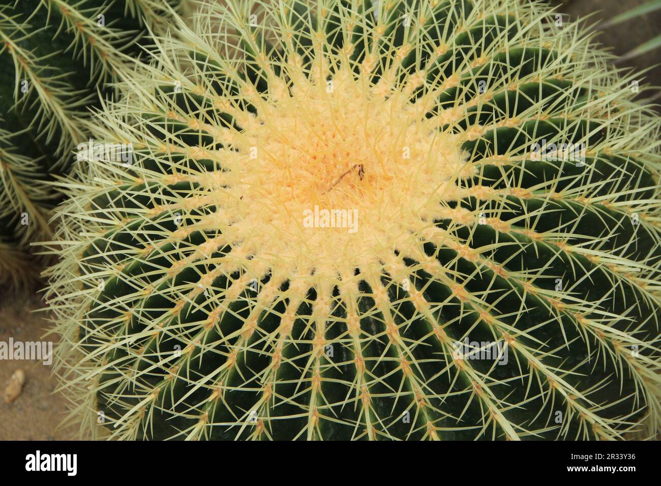 Schwiegermutter Stockfoto