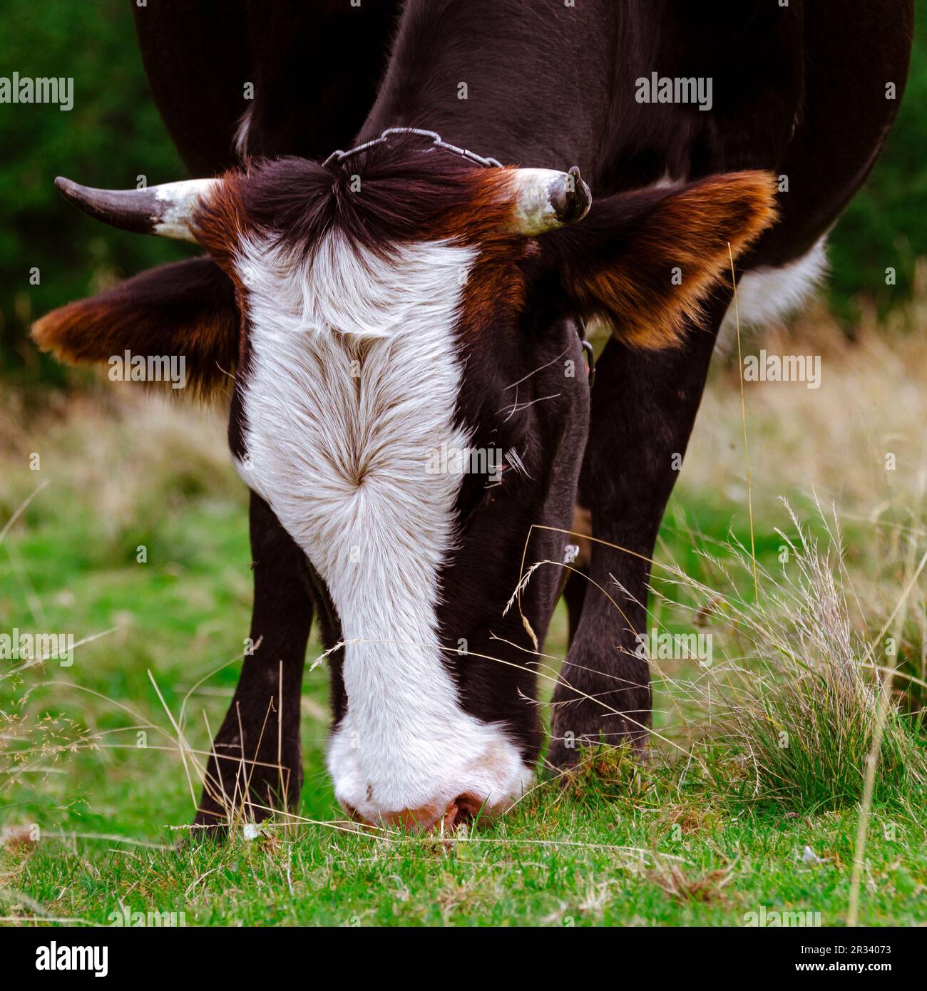 Freiweiden von Kühen im Hochland der ukrainischen Karpaten. Kuh Stockfoto