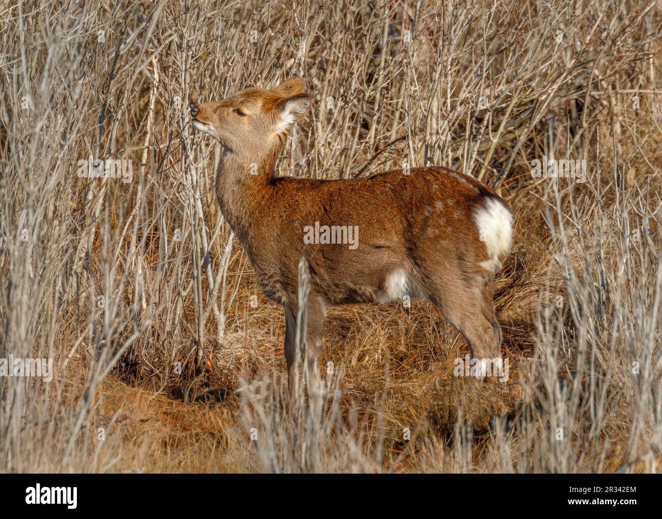 sika-Hirsch (Cervus nippon) auf dem Life of the Marsh Nature Trail, Assateague Island National Seashore, Maryland Stockfoto