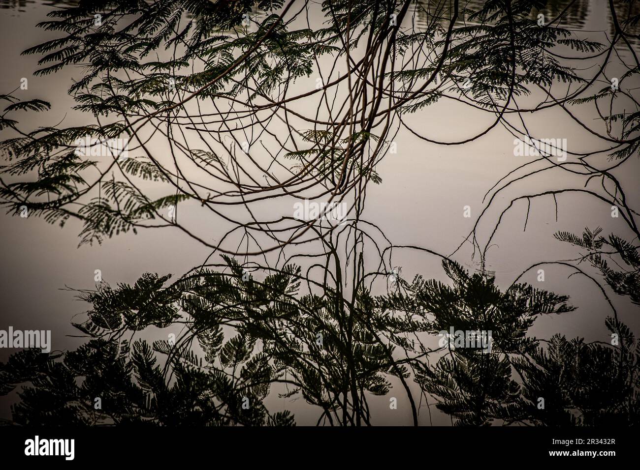 Bäume im stillen Wasser scheinen künstlerisch zu reflektieren Stockfoto