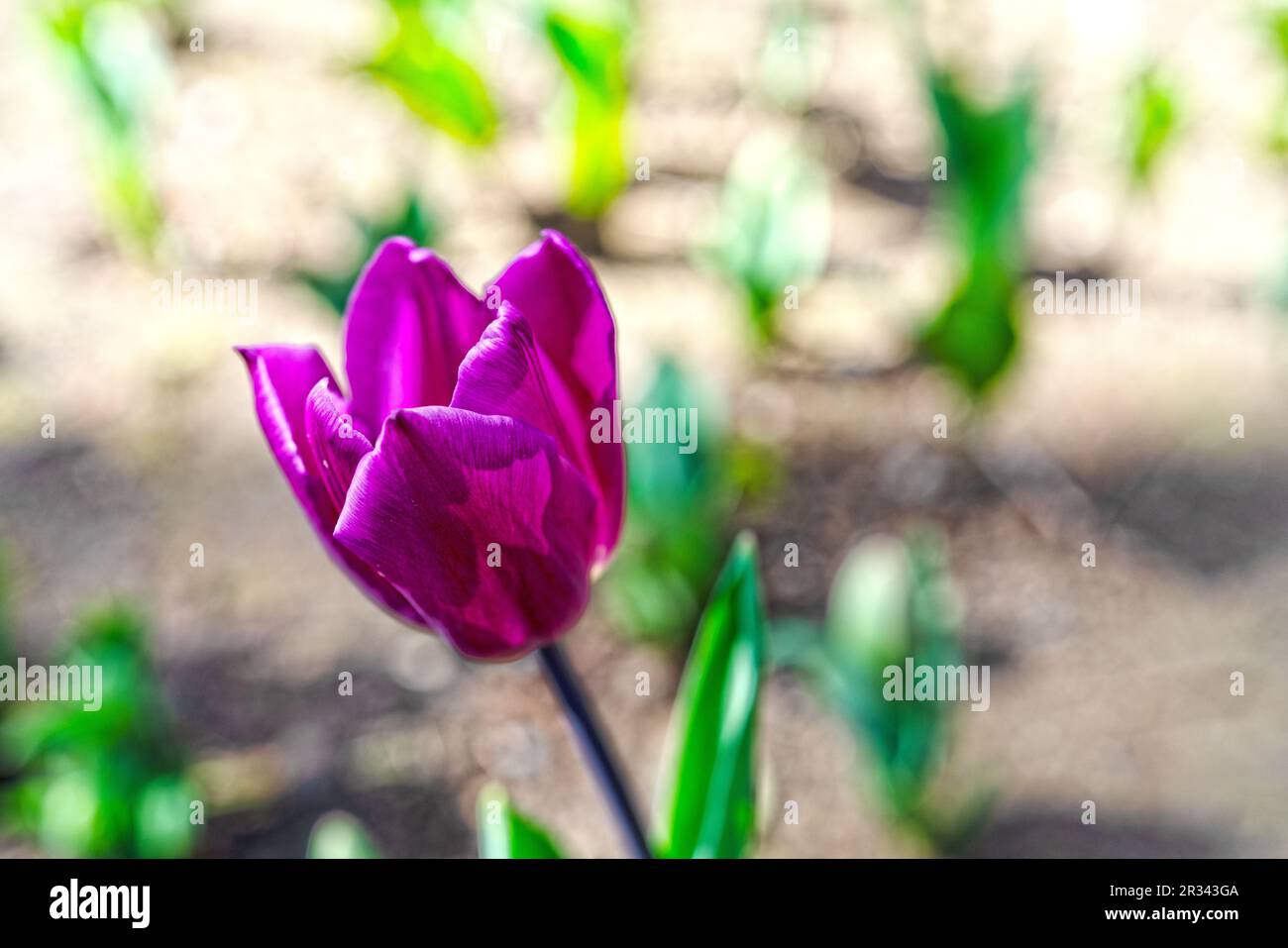 Selektiver Fokus einer violetten Mohnblume im Garten für Hintergrund und Inspiration Stockfoto