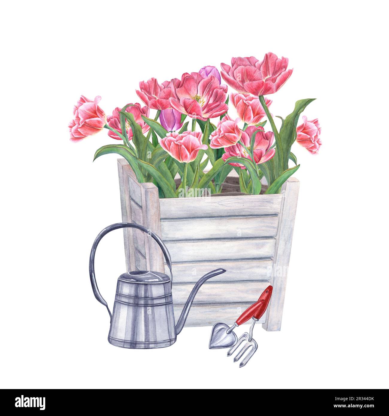 Pinkfarbene doppelte Tulpen in Holzblumentöpfen, Gießkanne und Gartengeräten isoliert auf weißem Hintergrund. Aquarelle Darstellung von Frühlingsblumen Stockfoto