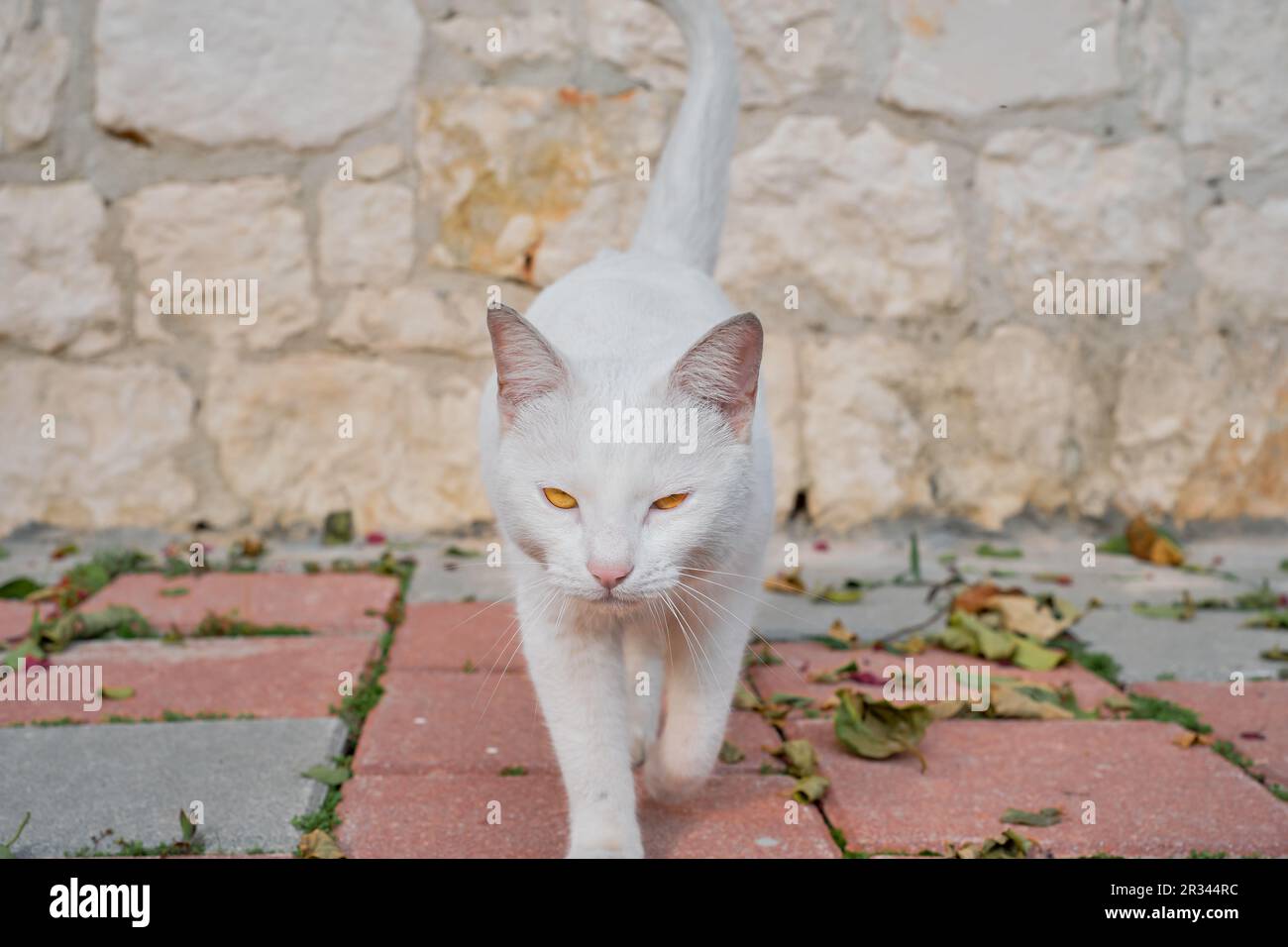 Weiße Katze mit gelben Augen geht in die Kamera und schaut in die Kamera. Nahaufnahme, selektiver Fokus. Obdachlose Tierpflege, städtische Umwelt-Ökologie Stockfoto