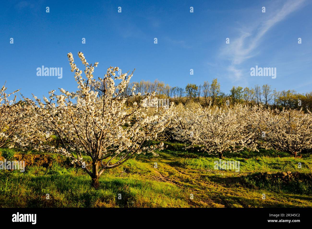 Cerezos en Flor - Prunus cerasus - Casas del Castañar, Valle del Jerte, Cáceres, Extremadura, Spanien, Europa. Stockfoto