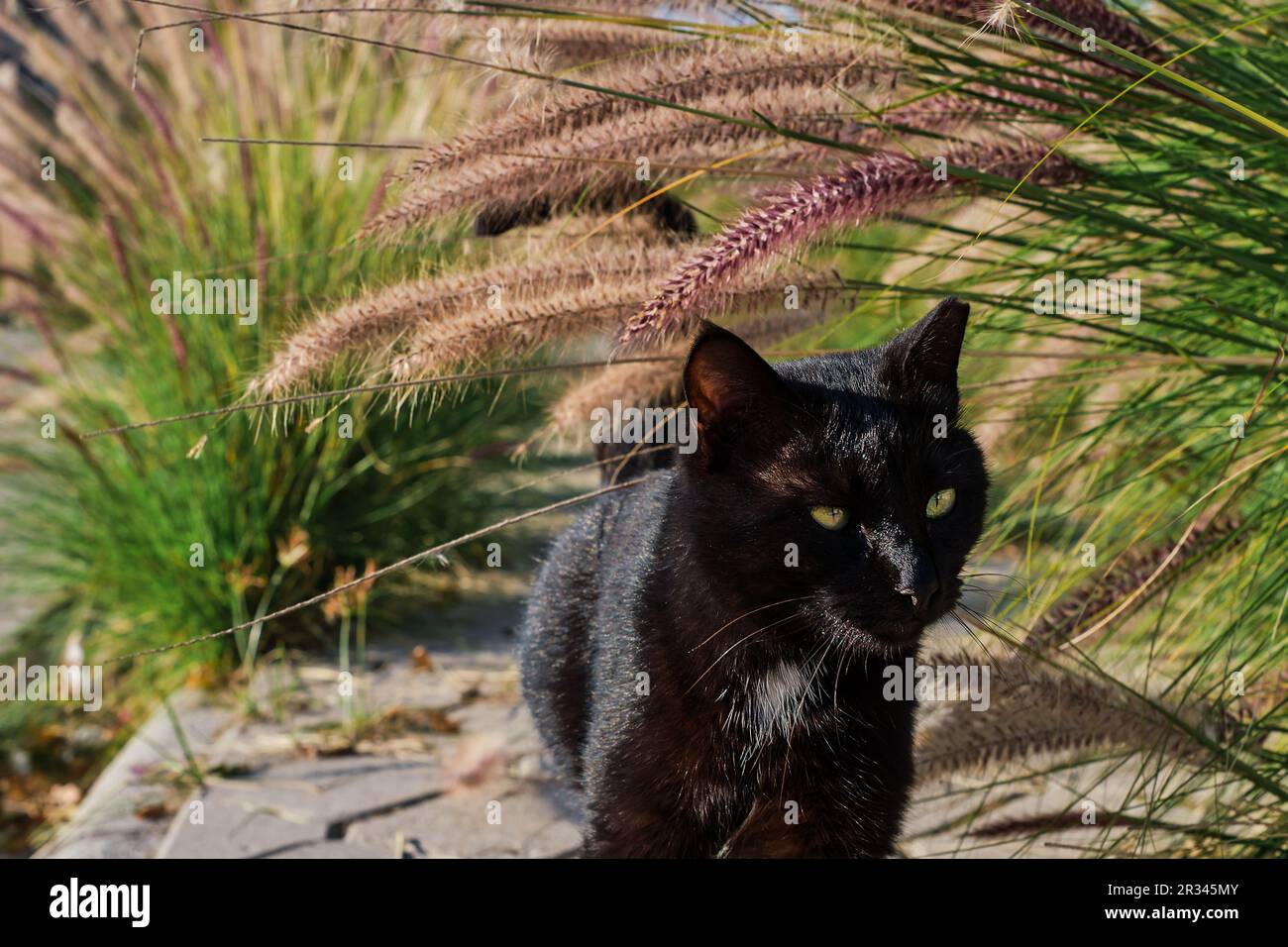 Schwarze Katze mit weißem Kragen im Freien in einem grünen Hinterhof geht entlang des Gehwegs, Nahaufnahme, selektive Fokussierung Stockfoto