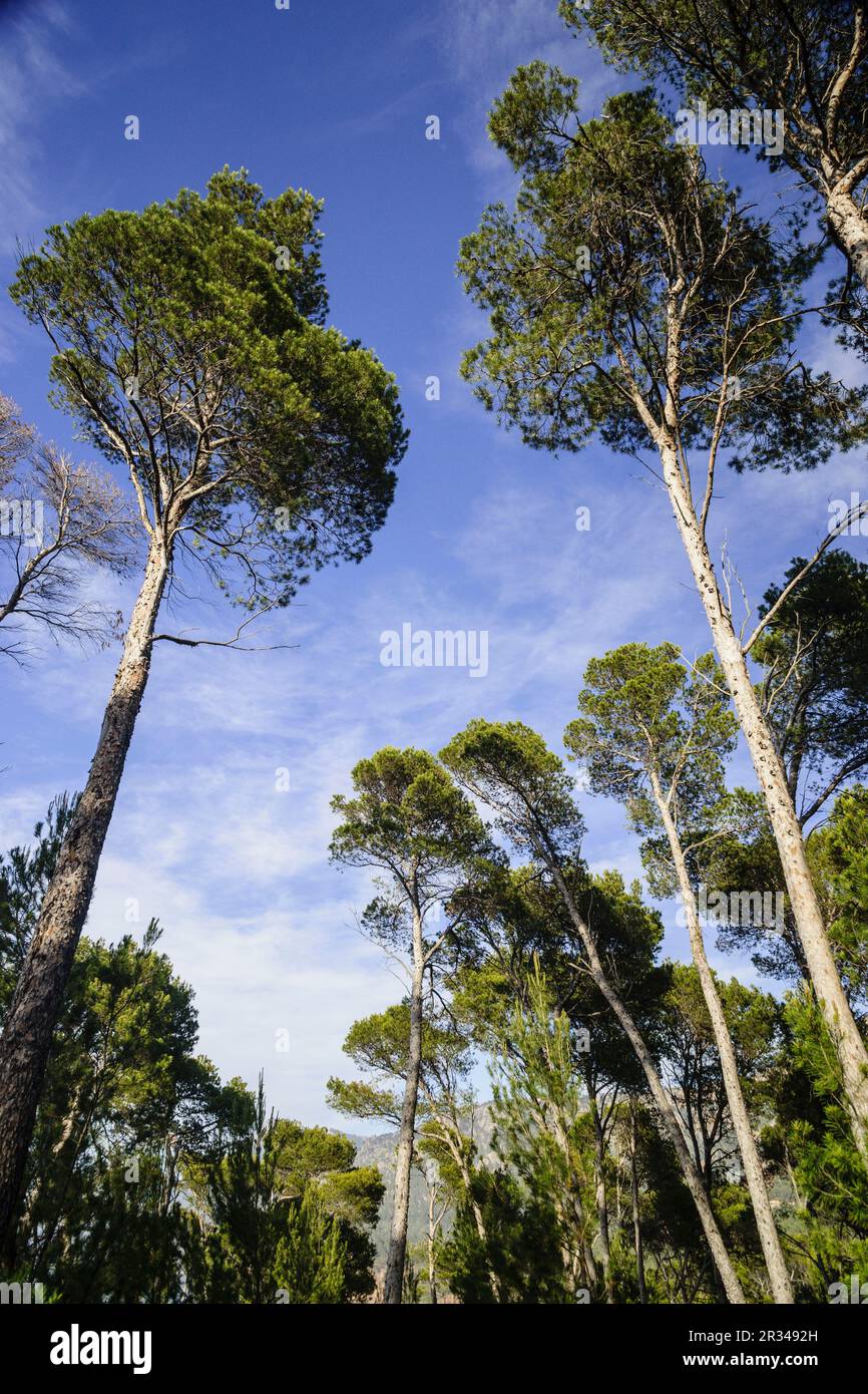 Pinos de Halepo. Son Bunyola, Banyalbufar. Parque Natural de la Sierra de Tramuntana. Mallorca. Islas Baleares. Spanien. Stockfoto