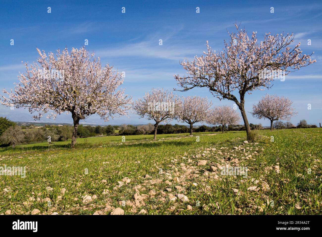 Almendros en Flor, Finca de Mataescrita, Algaida, mallorca Islas Baleares, España, Europa. Stockfoto