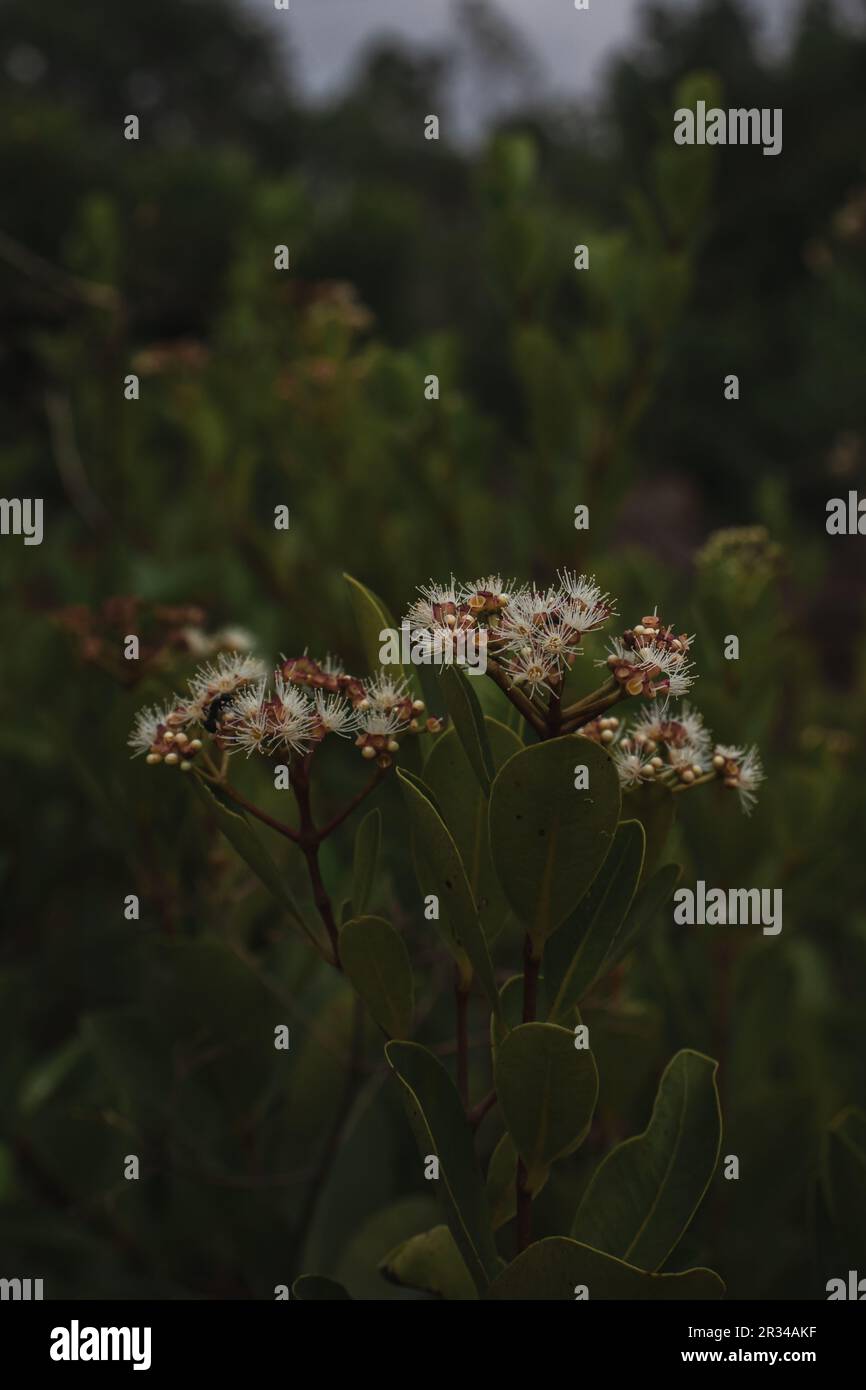 Spätblüten der indischen Blackberry-Pflanze, selektiver Fokus. Stockfoto