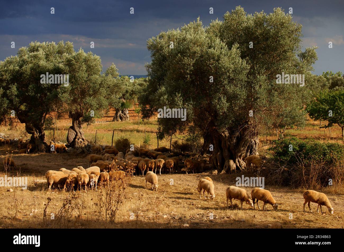 Rebaño de ovejas en el Olivar. Biniatzar. Bunyola. Tramuntana. Mallorca Illes Balears. España. Stockfoto