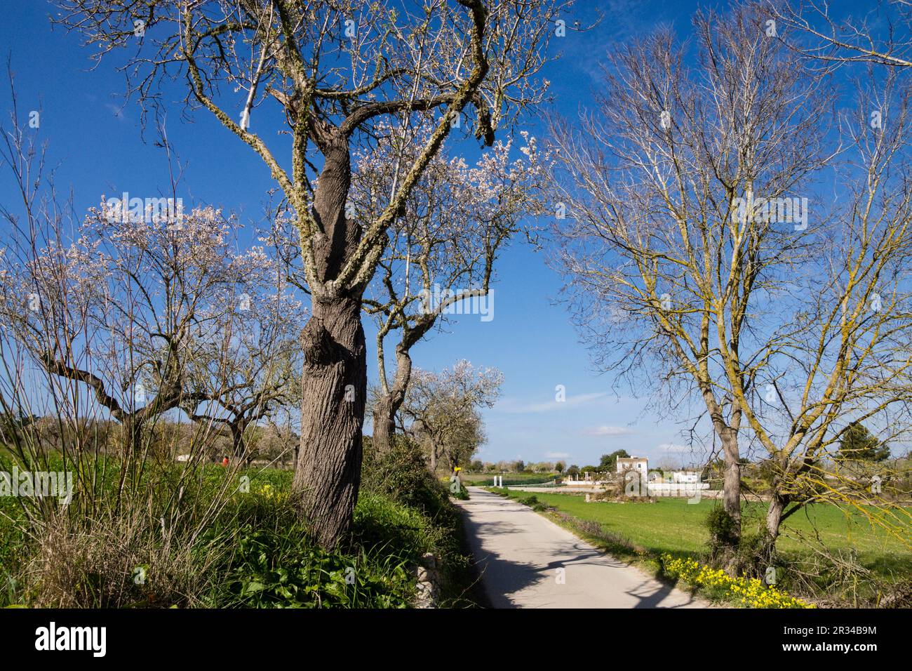 Ferien in, Camino Viejo de Porreres, Montuiri, Mallorca Islas Baleares, España, Europa. Stockfoto