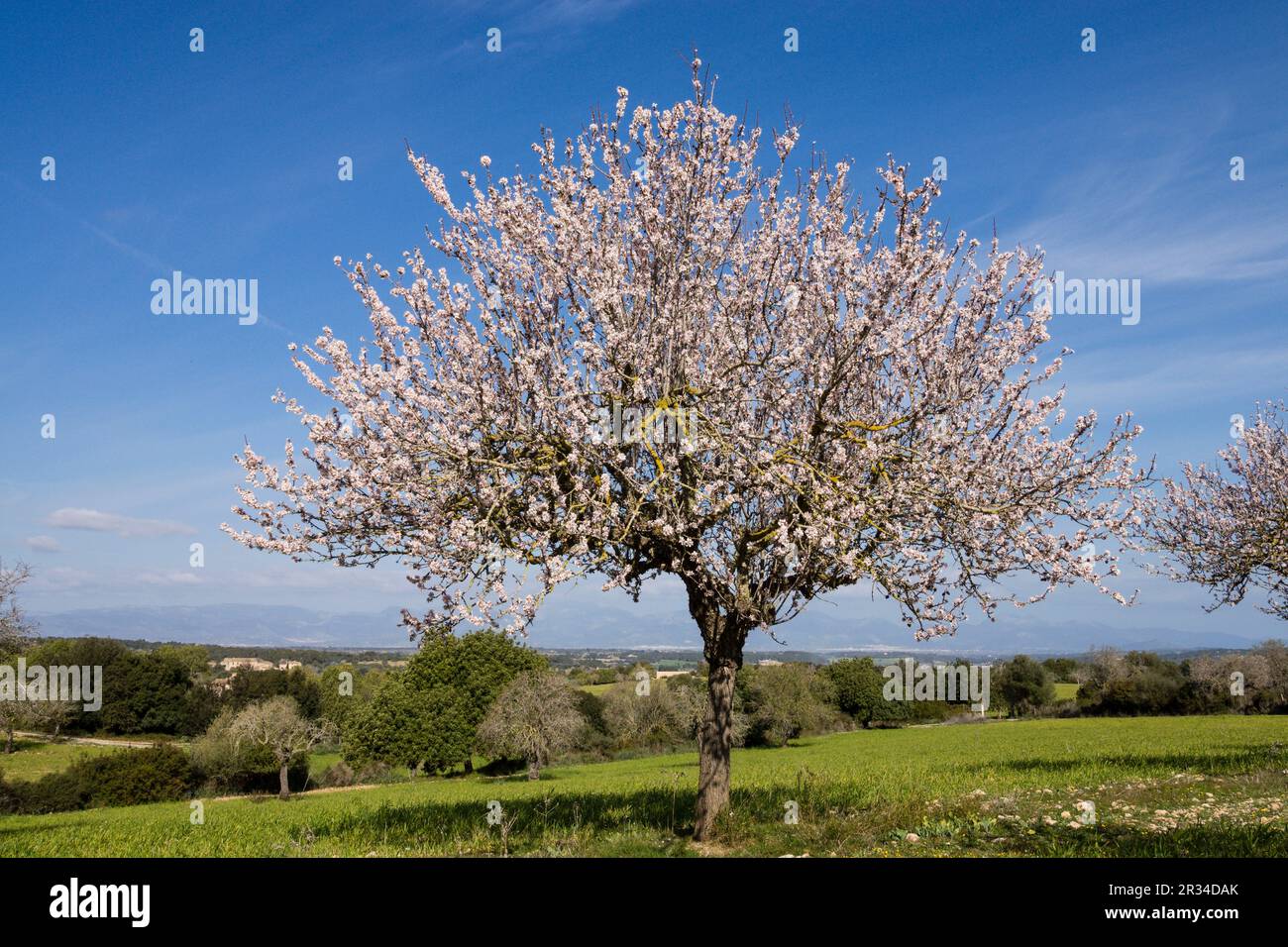 Almendros en Flor, Finca de Mataescrita, Algaida, mallorca Islas Baleares, España, Europa. Stockfoto