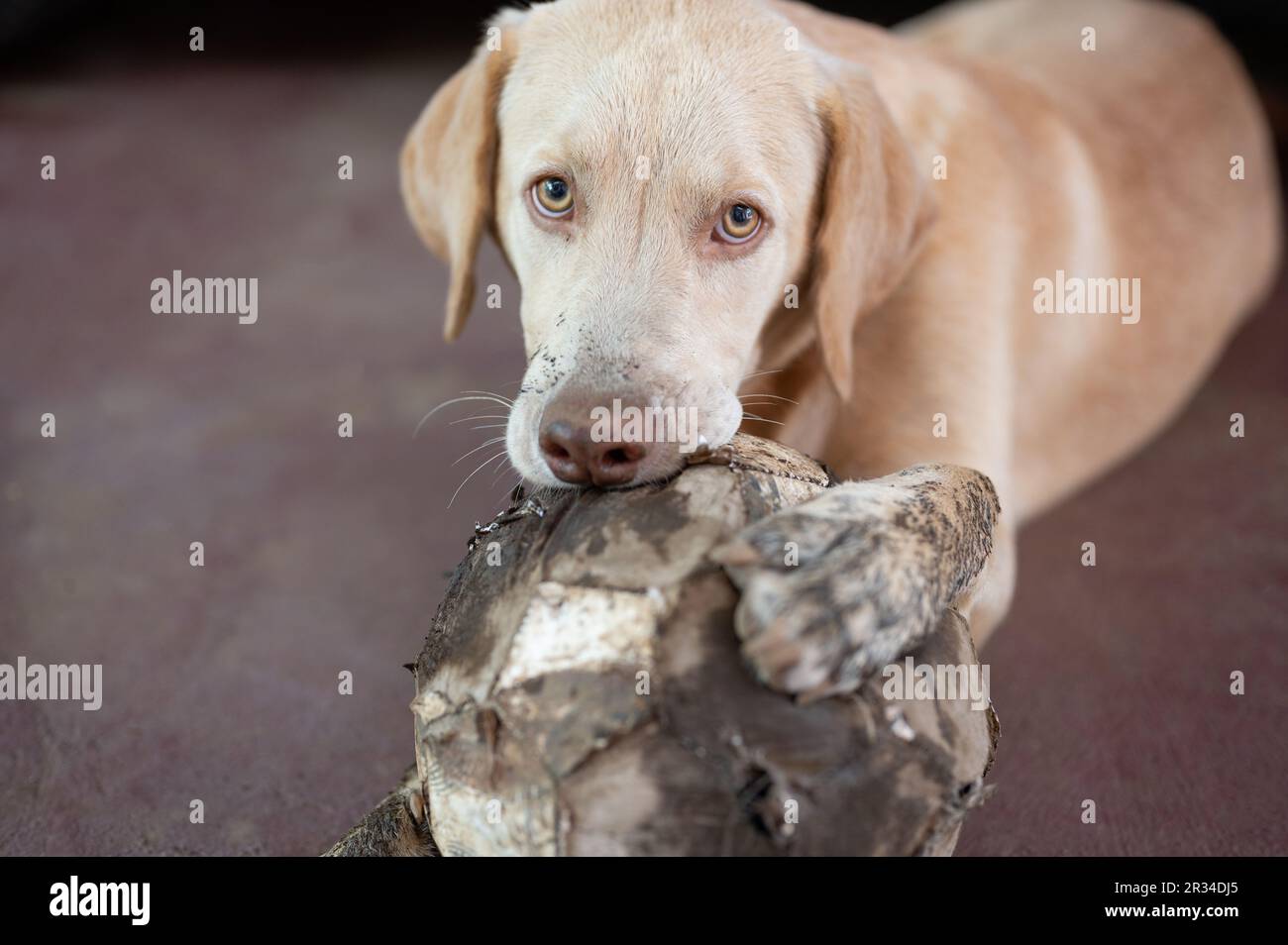Dreckiger labrador nach dem Spielen im Schlamm, Nahaufnahme des Portarits Stockfoto