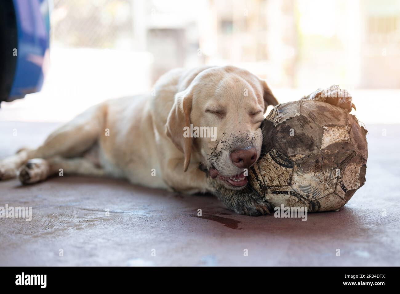 Glücklicher Schlaf mit dem Ball labrador Hund auf unscharfem sonnigen Hintergrund Stockfoto