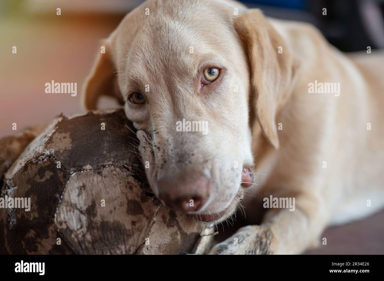 Süßes labrador Hündchen Bite Fußball Nahaufnahme Stockfoto
