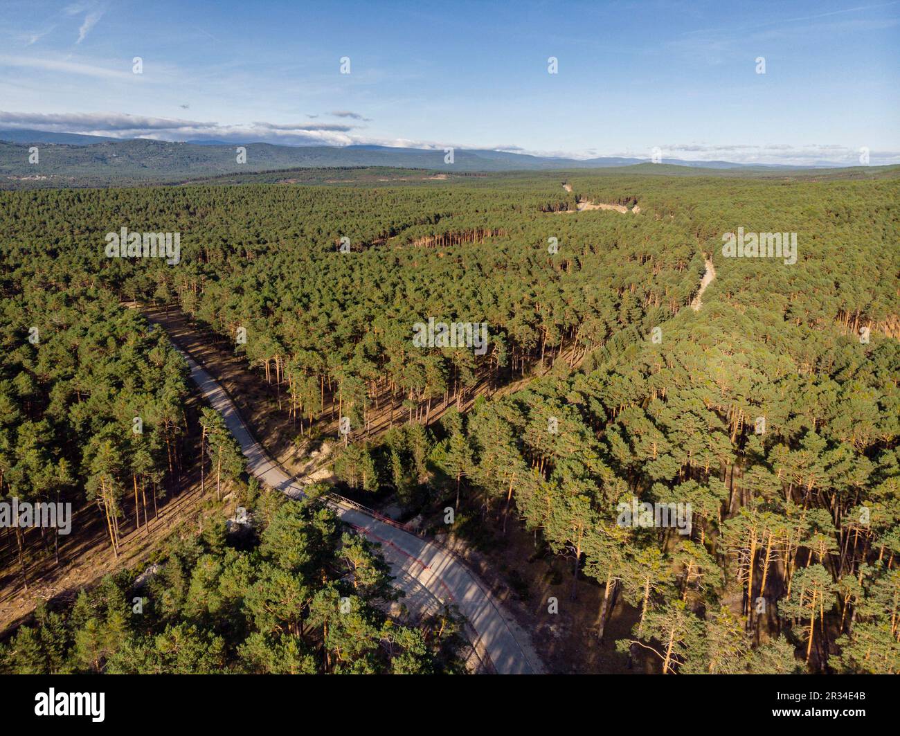 Bosque de pino silvestre, Pinus sylvestris, Navaleno, Soria, Comunidad Autónoma de Castilla, Spanien, Europa. Stockfoto