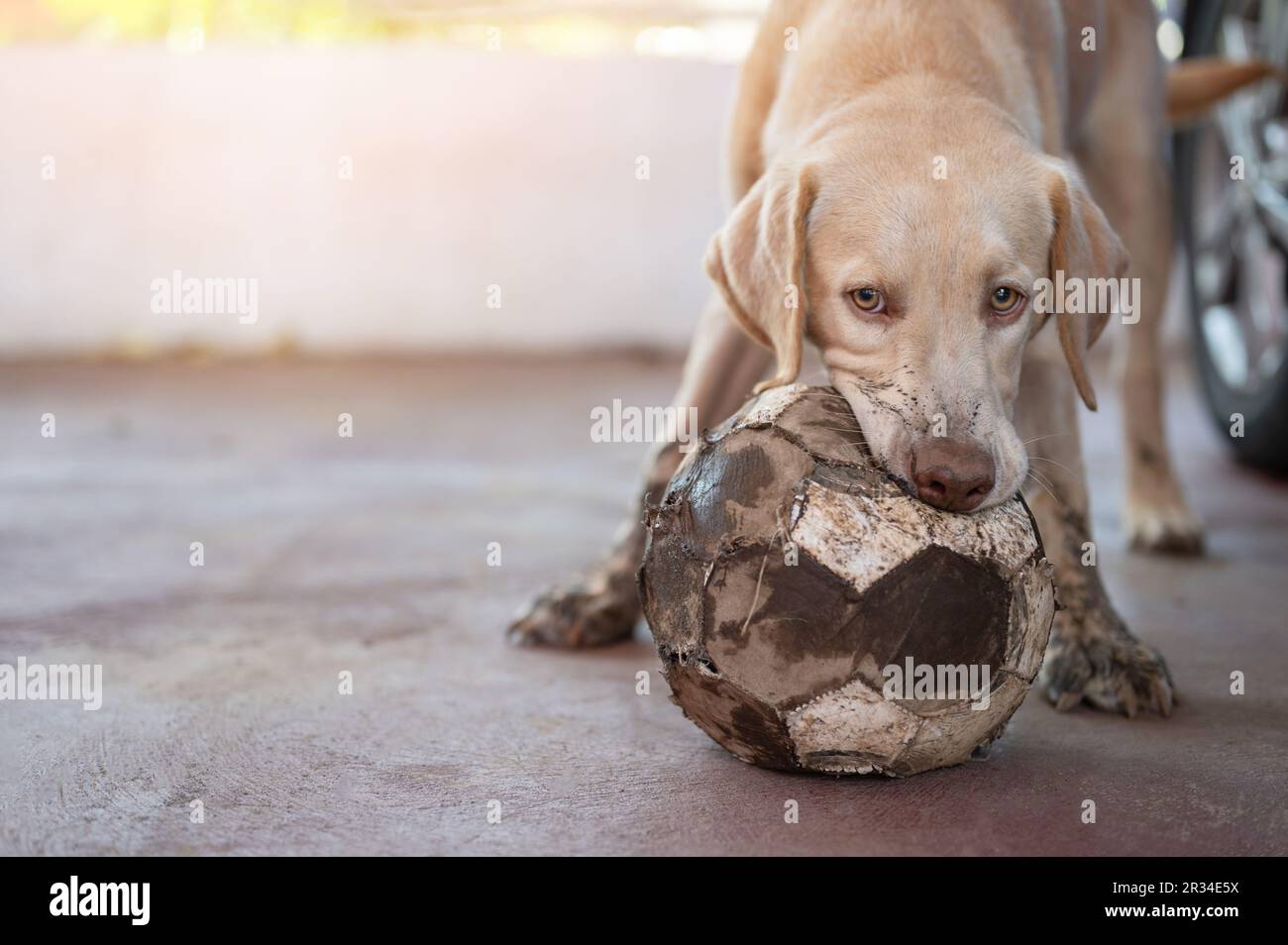 Gebissener Fussballhund labrador auf dem Spielplatz Stockfoto