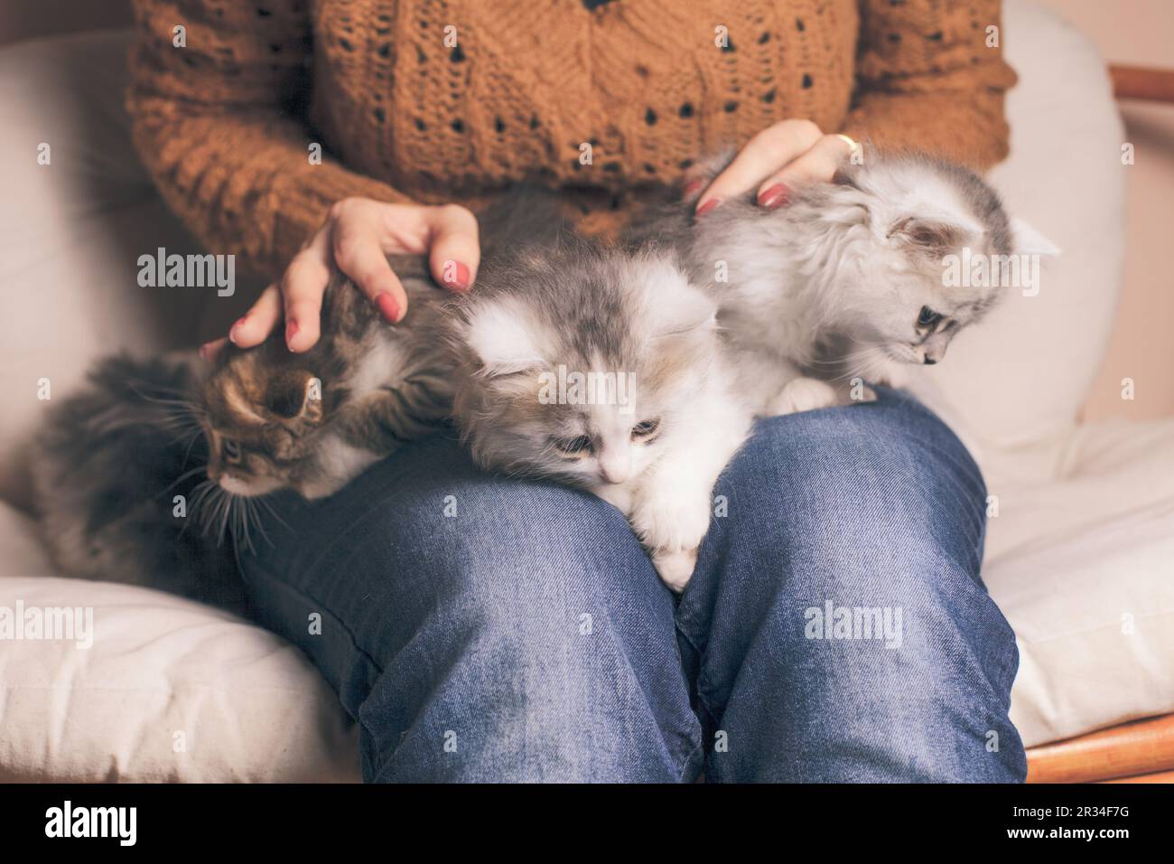 Kätzchen auf Knien Stockfoto