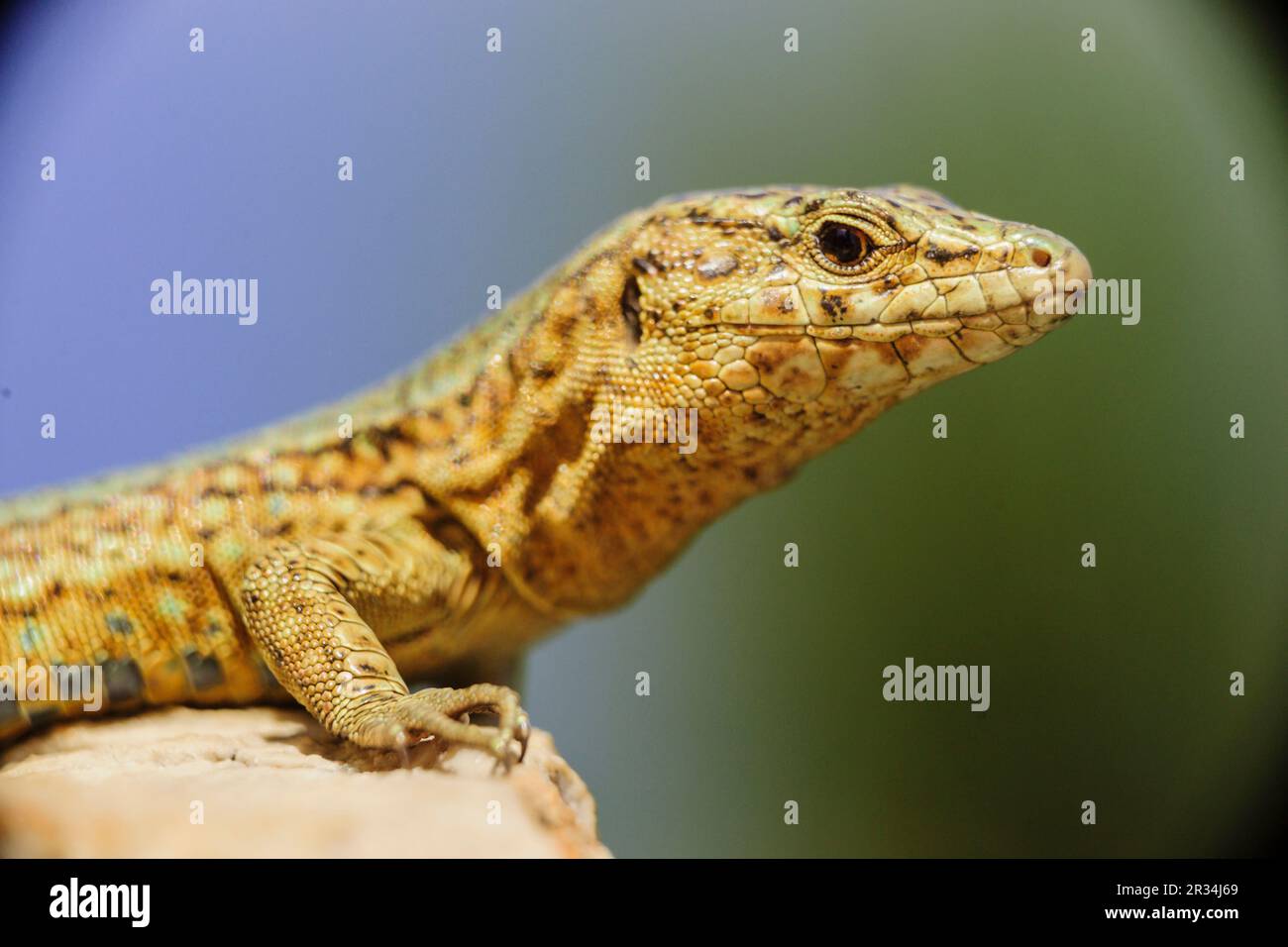 Sargantana, Podarcis lilfordi giglioli. Sa Dragonera Naturpark. Die Insel Dragonera. Tramuntana-Berge. Mallorca. Balearen. Spanien. Stockfoto