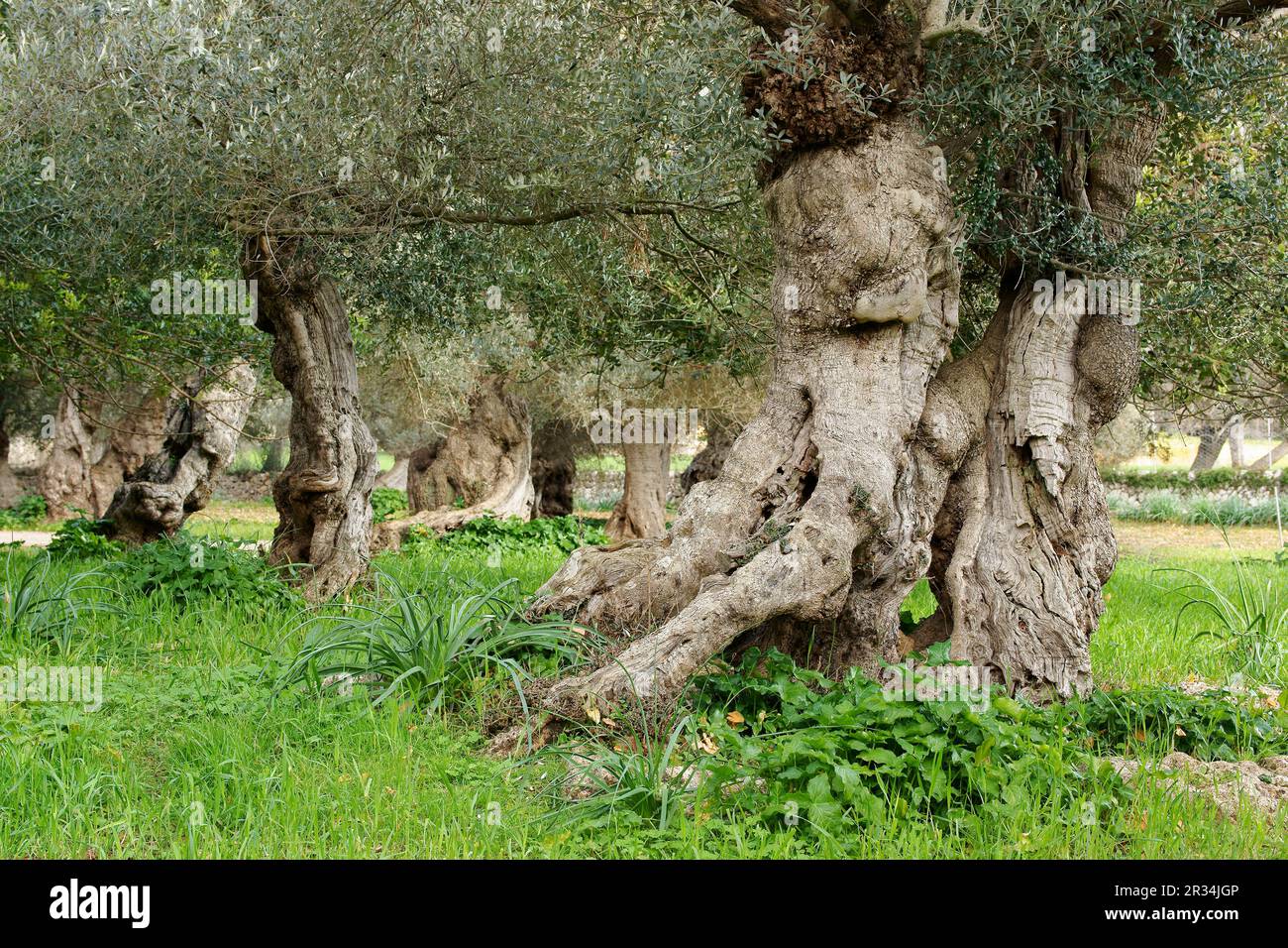 Olivar, Sa Bassa. Bunyola. Sierra de Tramuntana. Mallorca Islas Baleares. España. Stockfoto