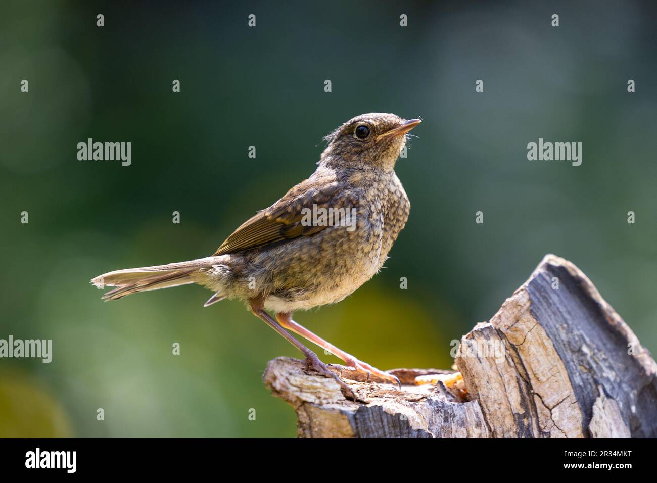 Juvenile European Robin (Erithacus rubecula) steht in Yorkshire, Vereinigtes Königreich, England, Großbritannien, Frühling Stockfoto
