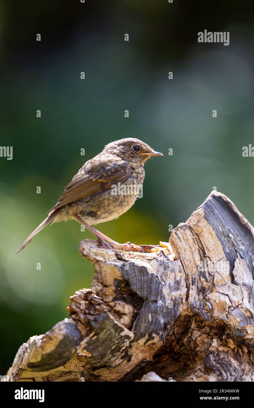 Juvenile European Robin (Erithacus rubecula) steht in Yorkshire, Vereinigtes Königreich, England, Großbritannien, Frühling Stockfoto