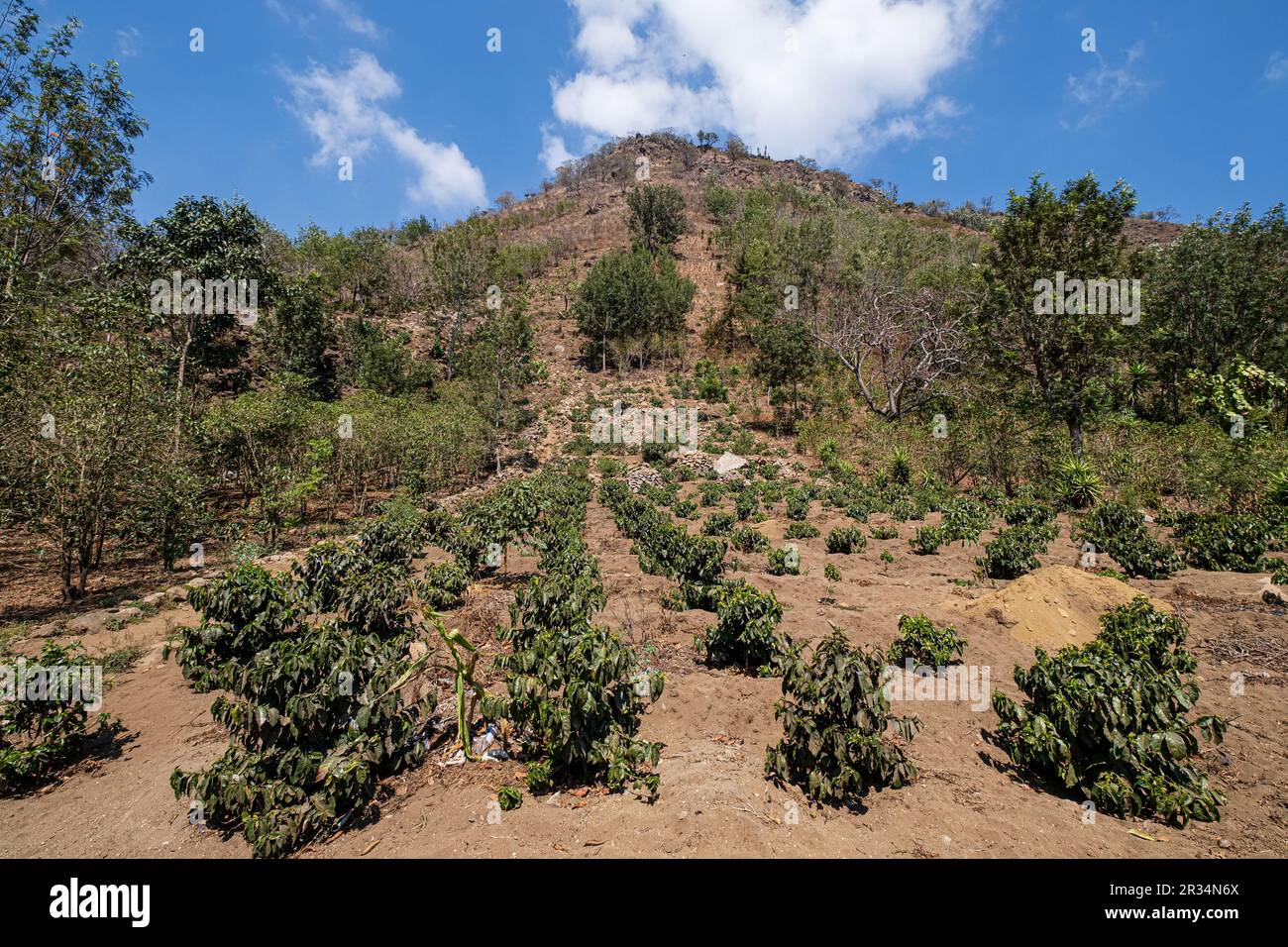 Plantacion de Café, Cerro de Oro, San Lucas Tolimán, Sololá Lago de Atitlán-See, Guatemala, Mittelamerika. Stockfoto