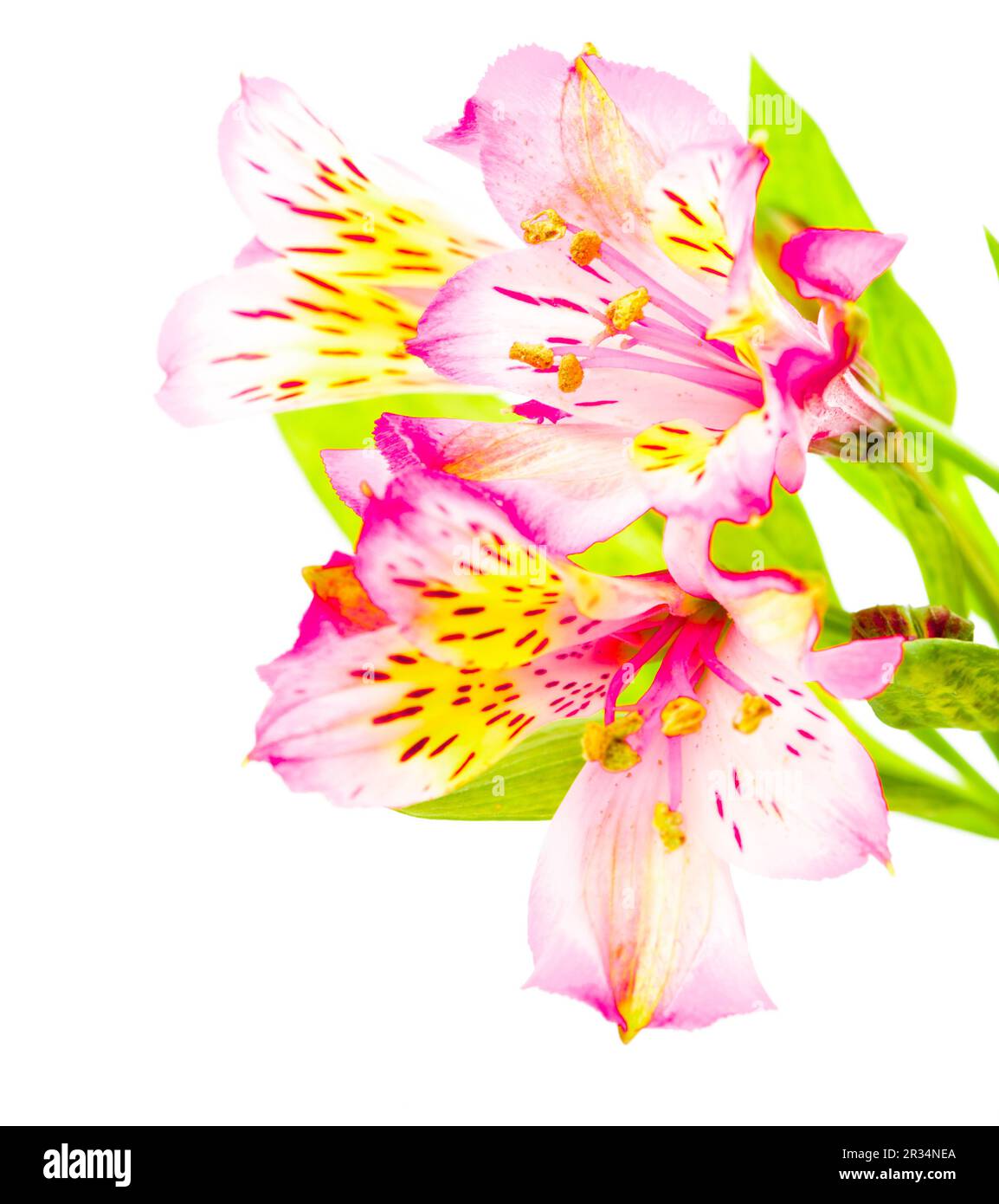 Rosa Alstroemeria isoliert Stockfoto