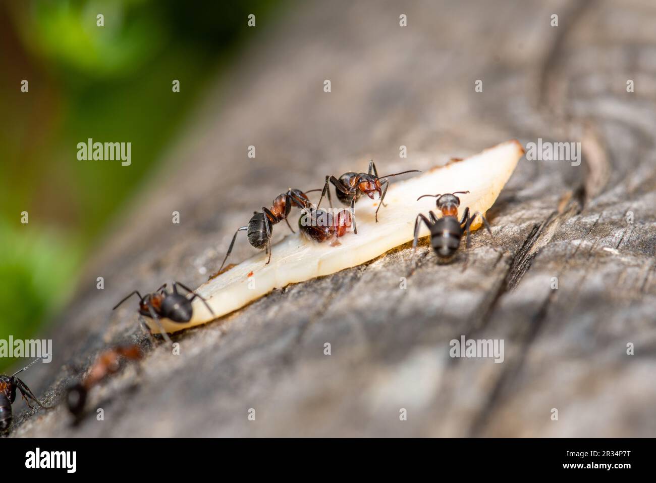 Forestants, diese winzigen Umweltarchitekten zeigen Teamarbeit Stockfoto