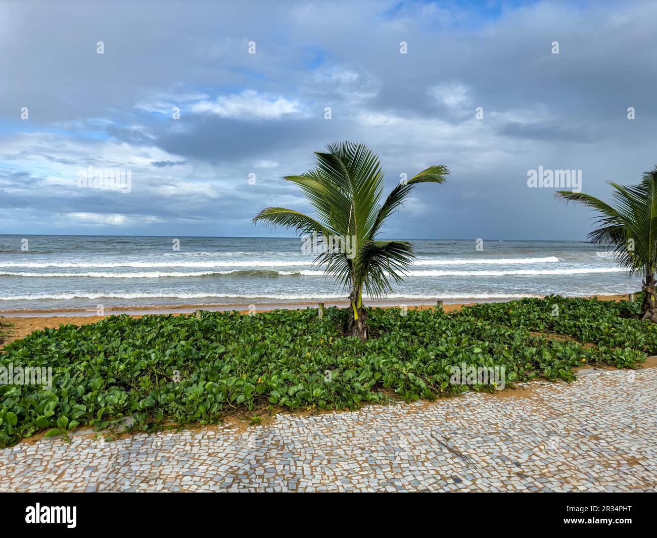 Neue Palmen am Strand und das Meer im Hintergrund. Stockfoto