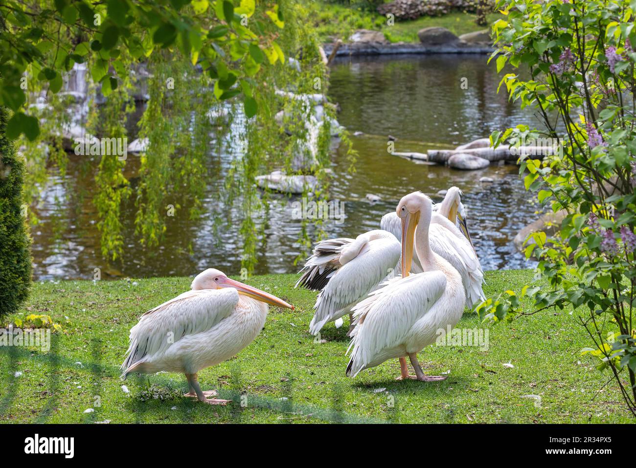 Eine Schar großer weißer Pelikane ruht am Ufer des Stadtteiches. Natur im Frühling. Stockfoto