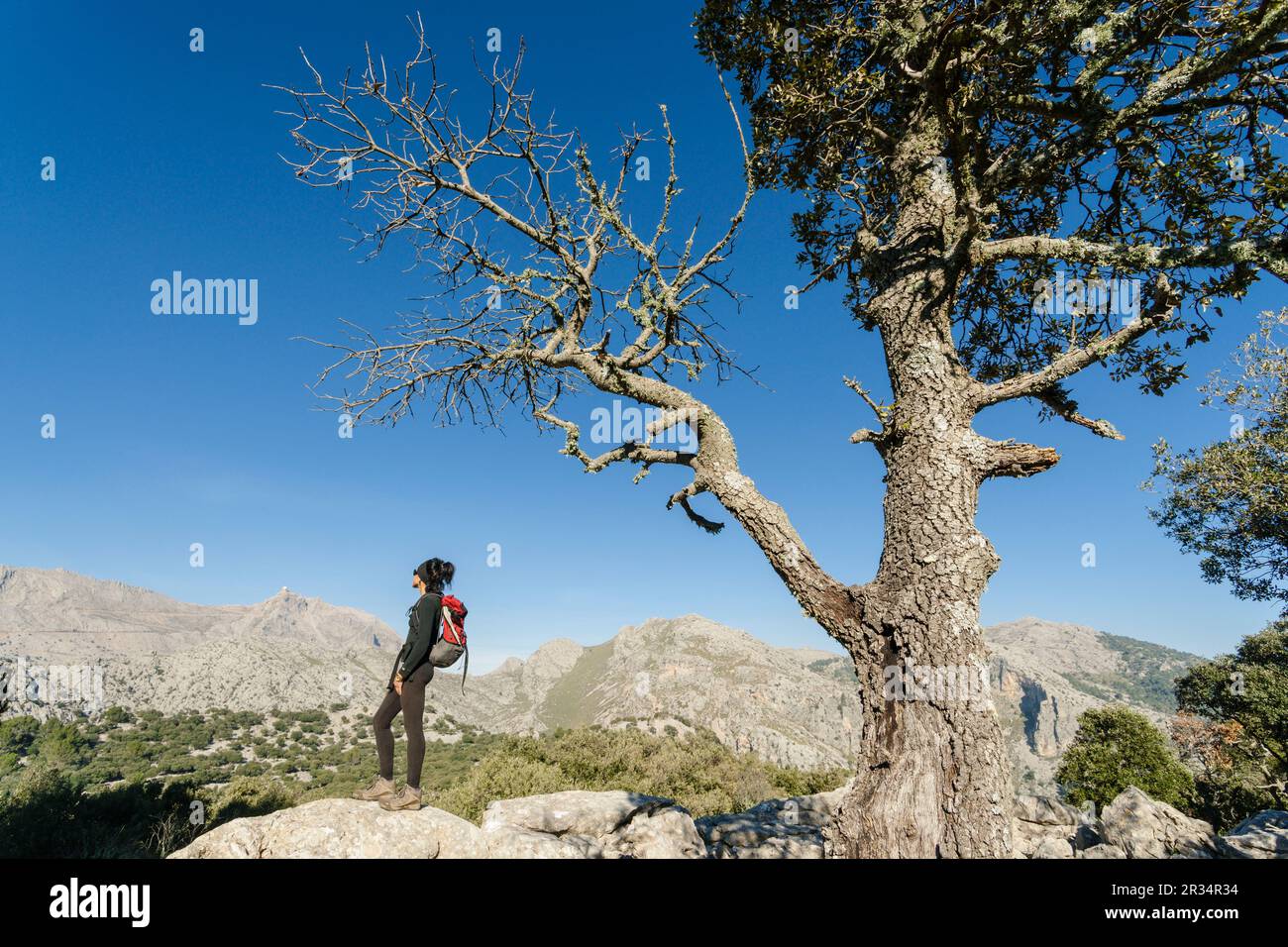 Puig Major 1436 m vom Puig De Sa Cova des Carboner, 842 m, sierra de Tramuntana, mallorca, balearen spanien, europa. Stockfoto