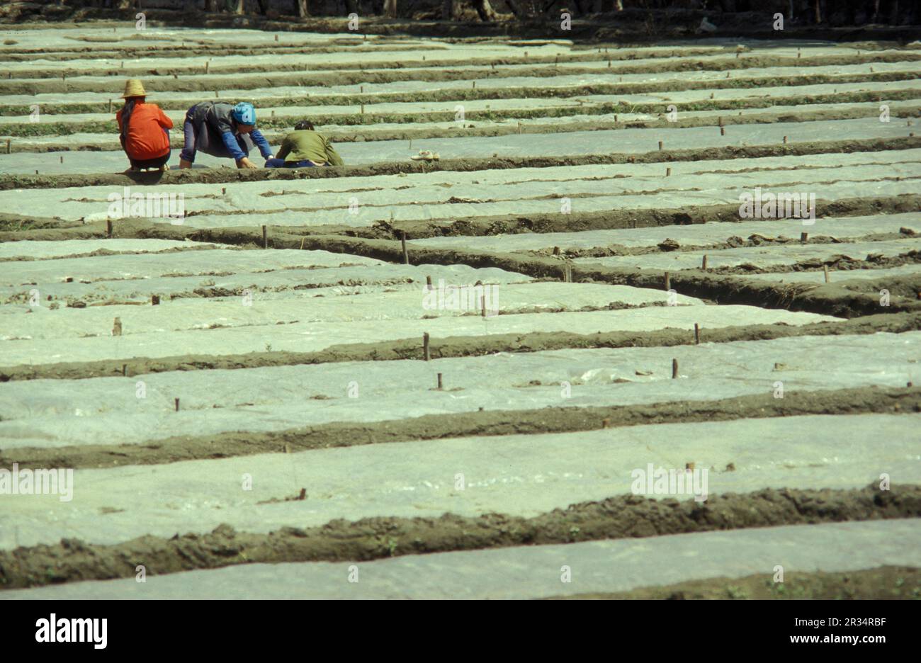 Landwirtschaft und Landschaft in der Stadt Dali am Er-Hai-See in der Provinz Yunnan in China in ostasien. China, Yunnan, April 1996 Stockfoto