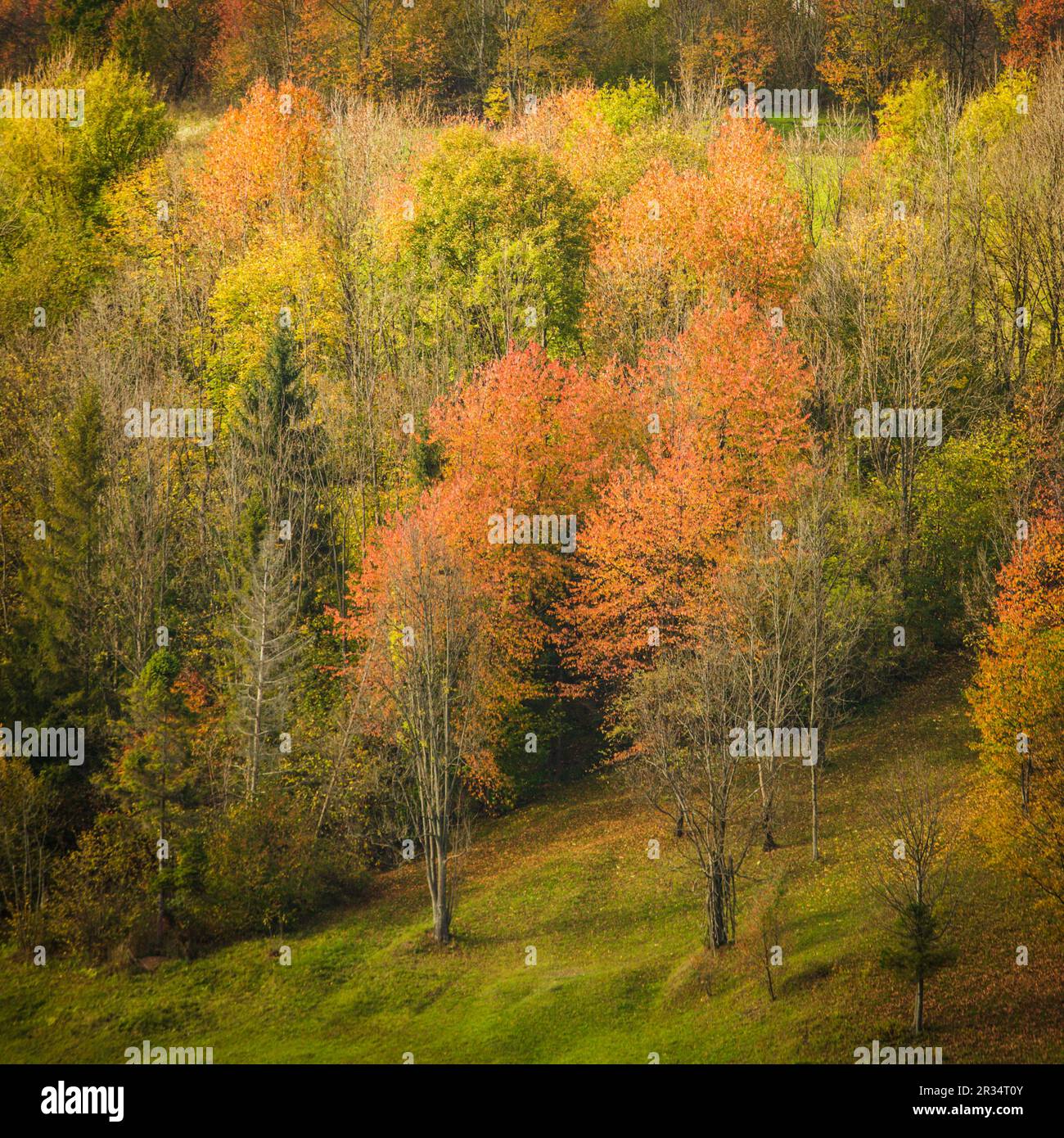 Herbstliche Landschaft Stockfoto