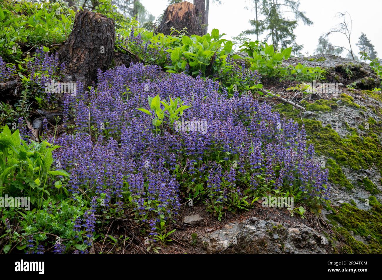 Ajuga reptans. Blauer Bugle . Kriechender Günsel . Guldengünsel Stockfoto