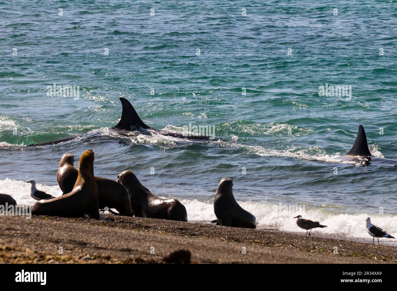 Orcas jagen Seelöwen, Halbinsel Valdes, Patagonien, Argentinien. Stockfoto